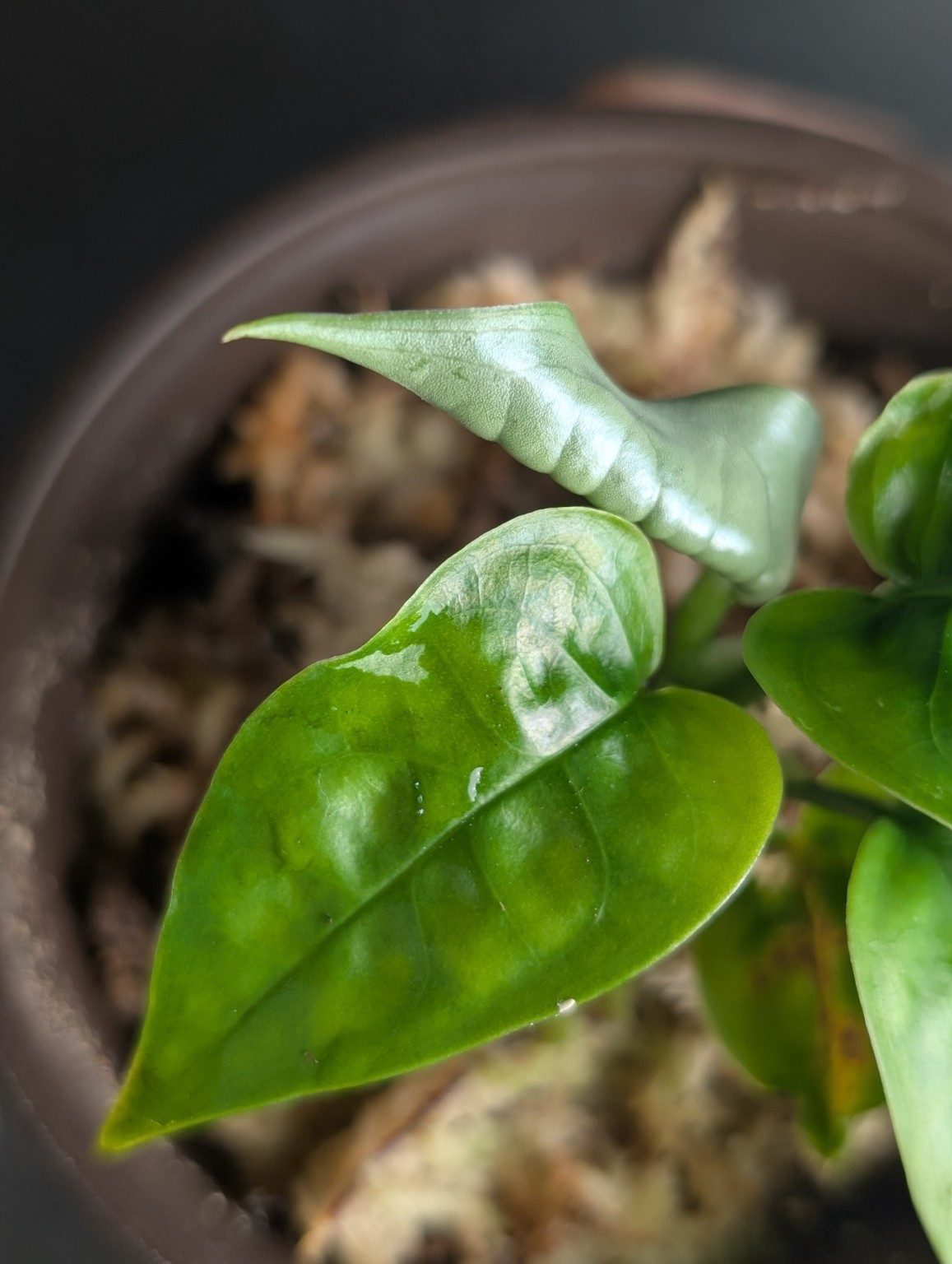 Monstera sp. Manaus variegated — Spécimen 1, Ansicht 3
