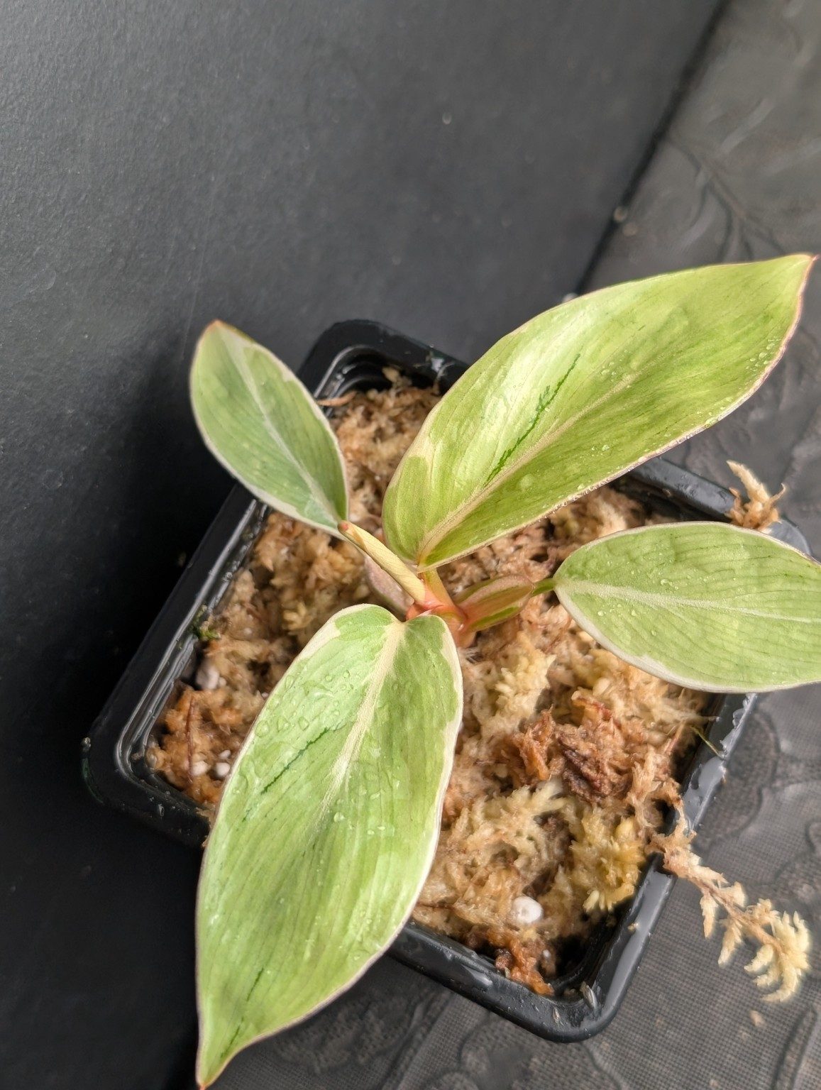 Philodendron Shady Lady — n°1, vista 2