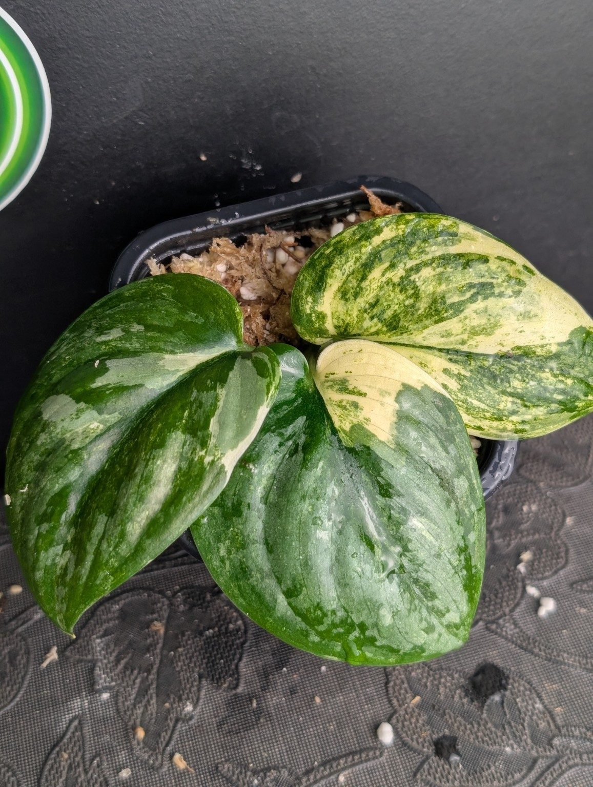 Scindapsus Exil Tiger — 001, view 3