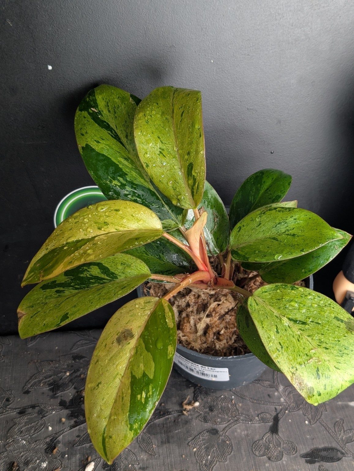 Philodendron Dwarf Congo panaché — spécimen unique