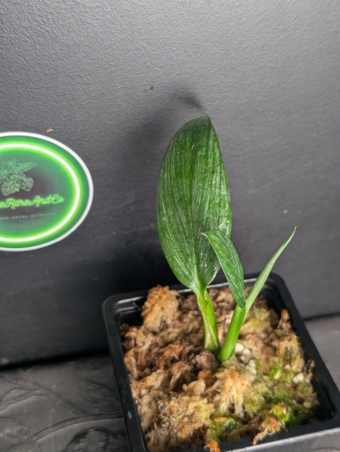 Epipremnum amplissimum Silver Variegated — n°3