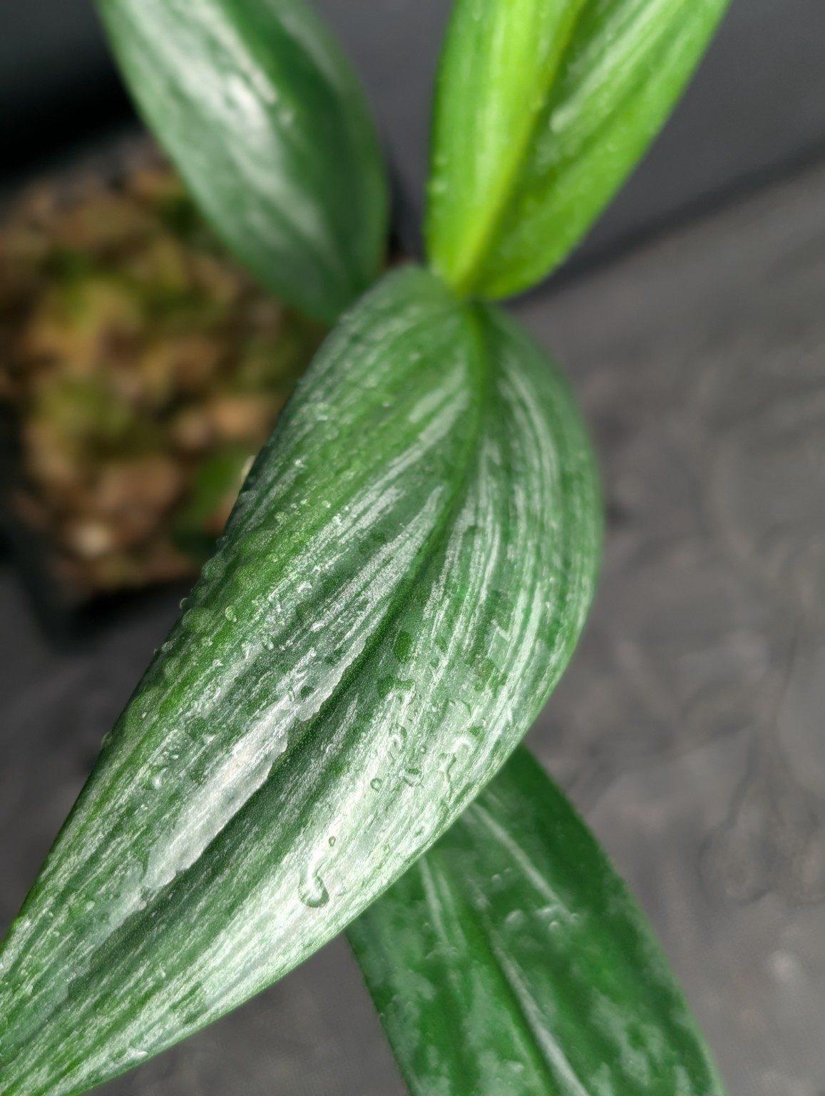 Epipremnum amplissimum Silver Variegated — n°1, Ansicht 2