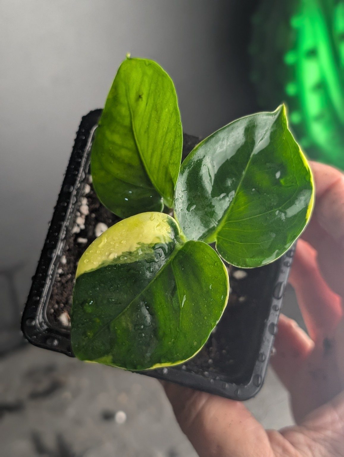 Epipremnum 'Poonsin' — plante unique n°5, Ansicht 2