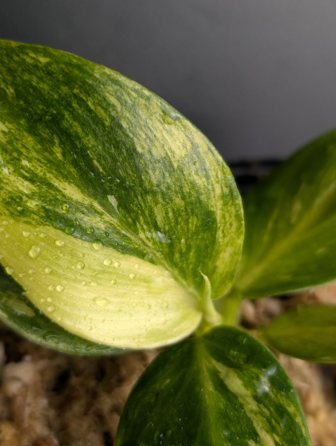 Philodendron Fresh Aurea — octobre 2026 — Spécimen 001, Ansicht 2