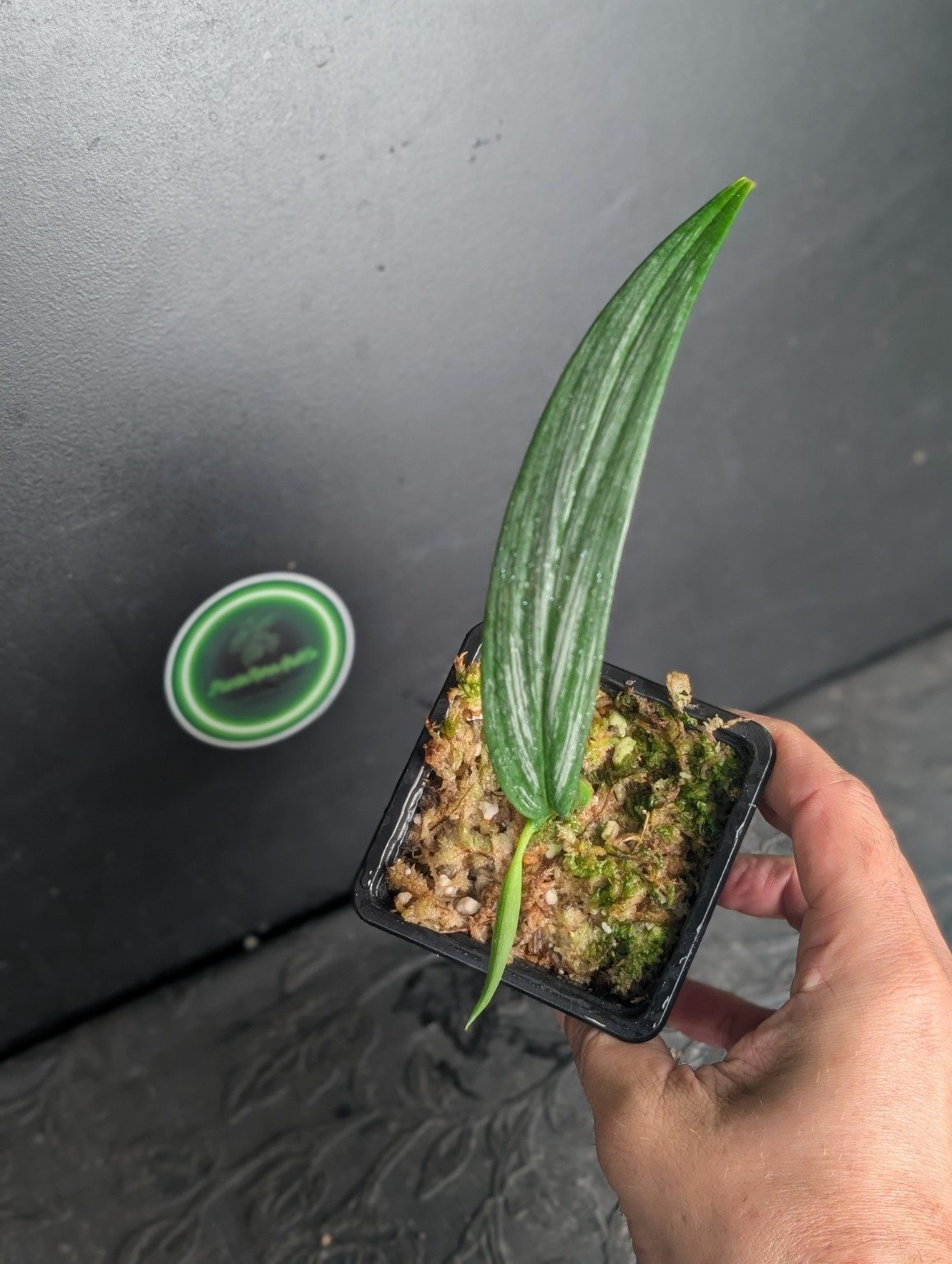 Epipremnum amplissimum Silver Variegated — n°2, Ansicht 3