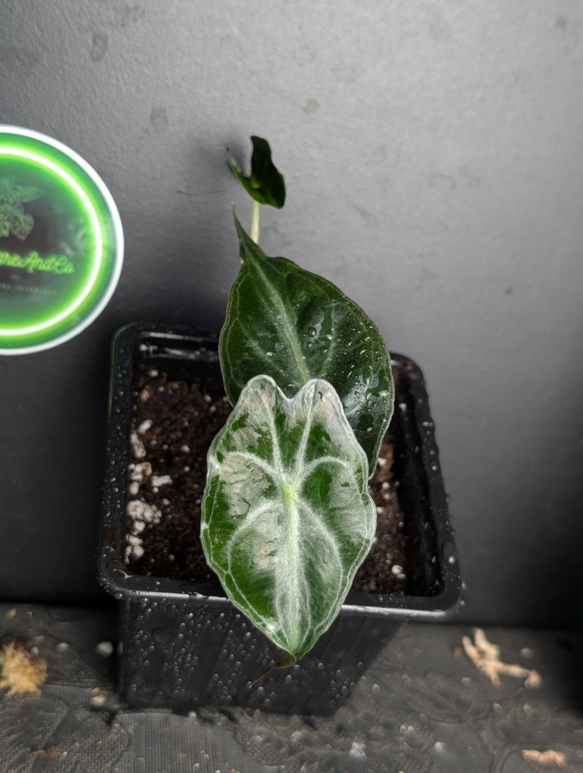 Alocasia Venom — spécimen unique