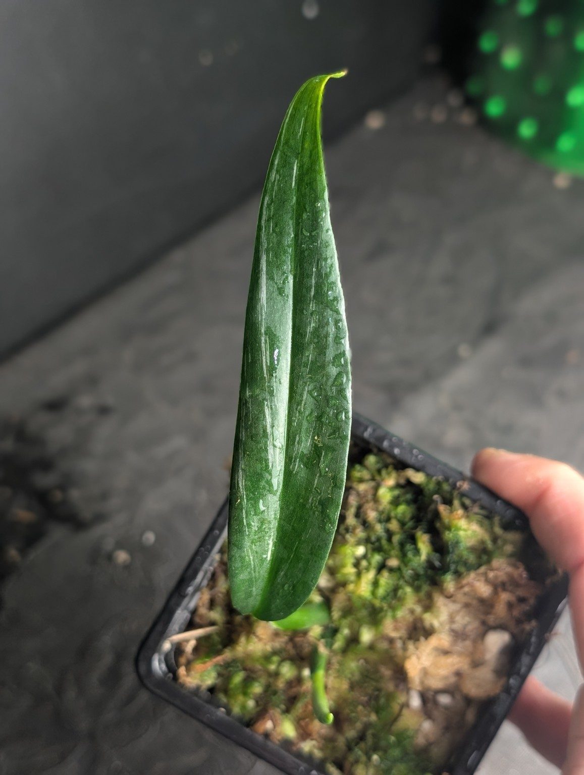 Epipremnum amplissimum Silver Variegated — n°4, vista 2