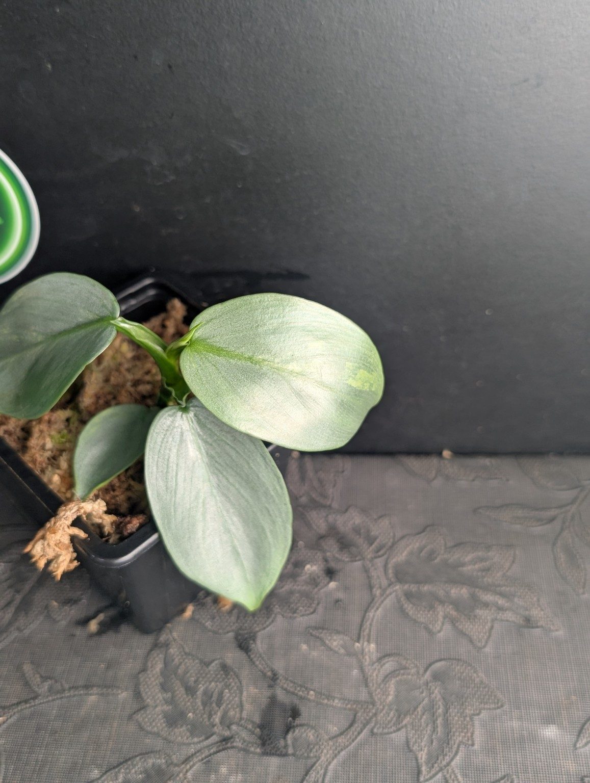 Philodendron Silver Sword Variegated — n°2