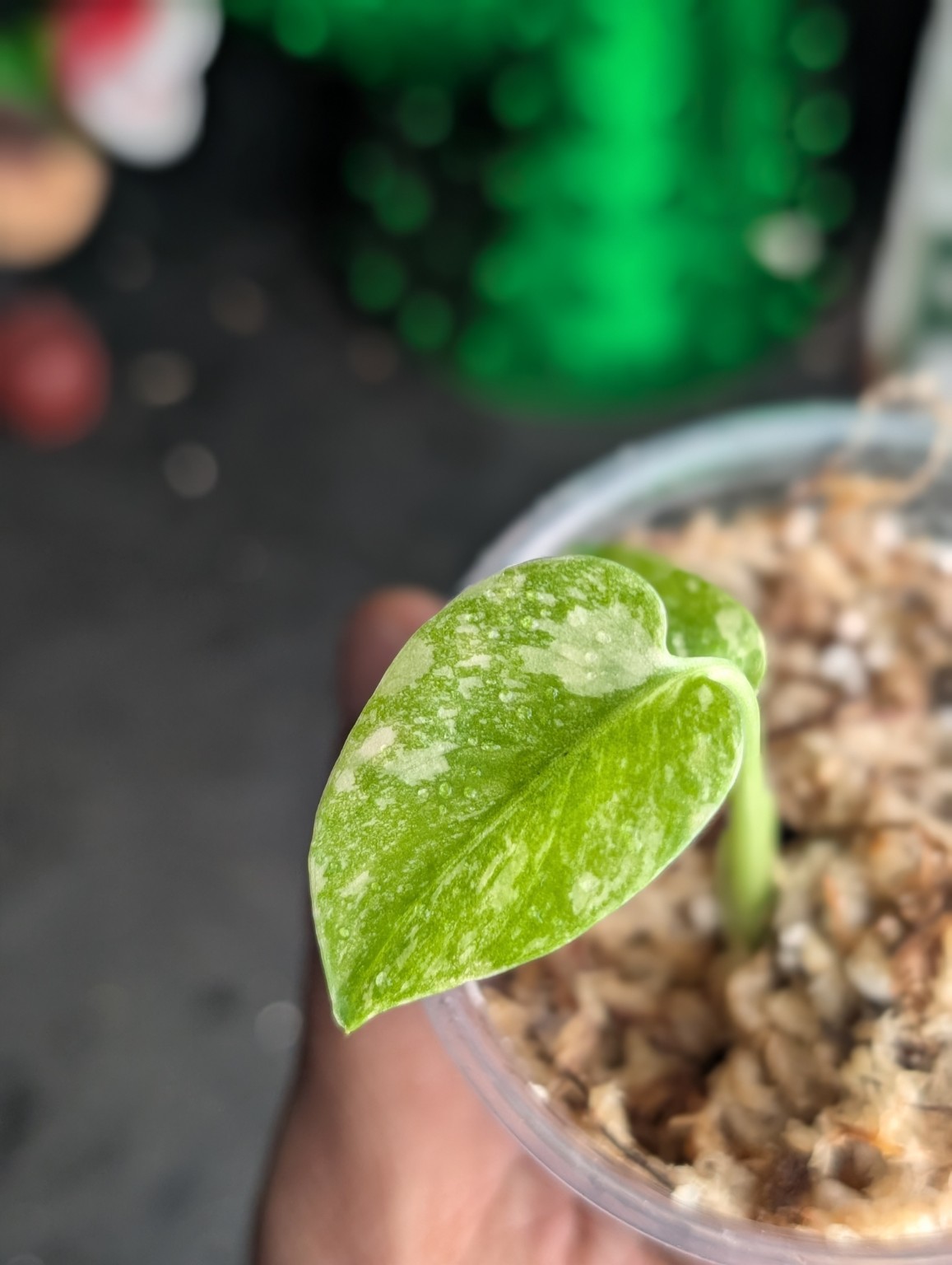 Monstera Cream Cheese — Spécimen 3, Ansicht 2