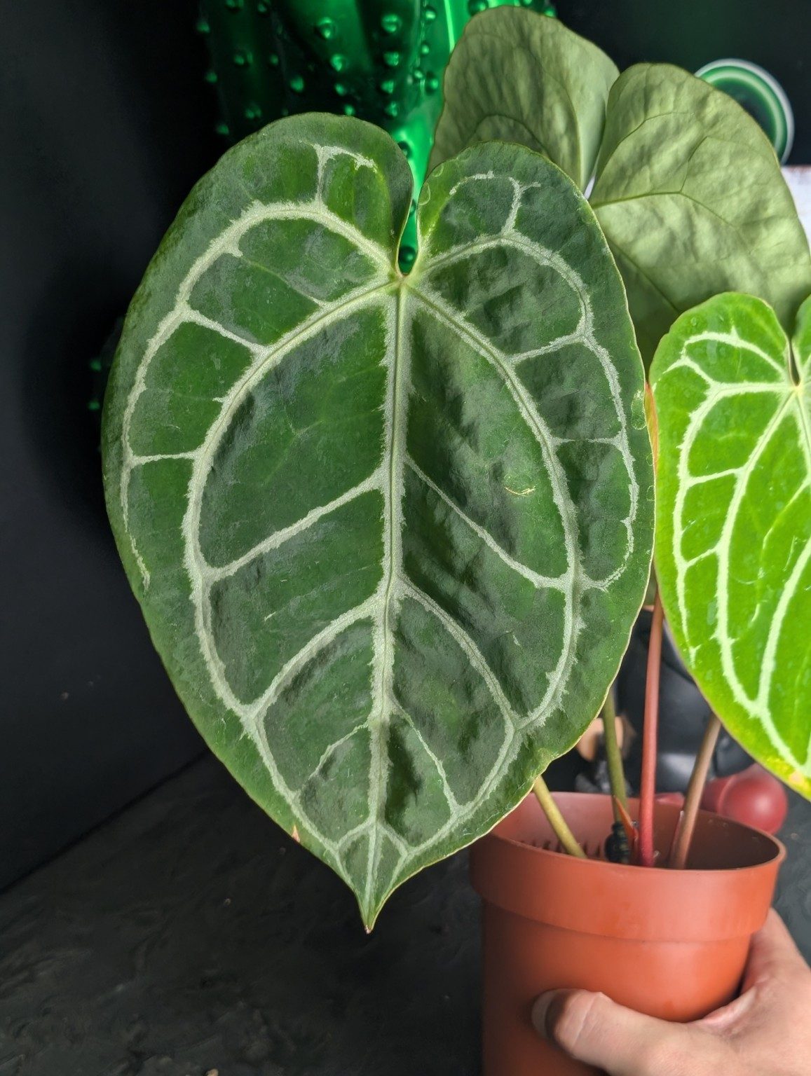 Anthurium Red Crystallinum, Ansicht 4