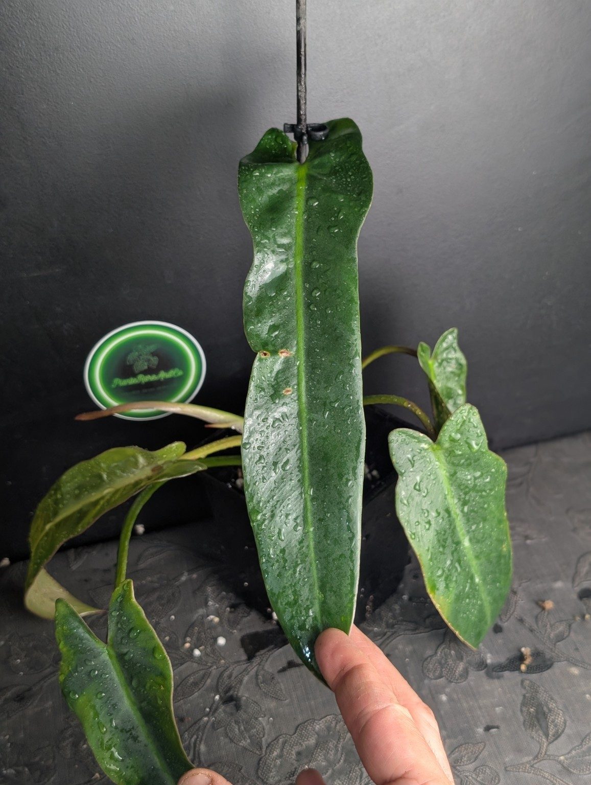 Philodendron spiritus-sancti — plantes uniques octobre 2026 — Spécimen 003, Ansicht 2