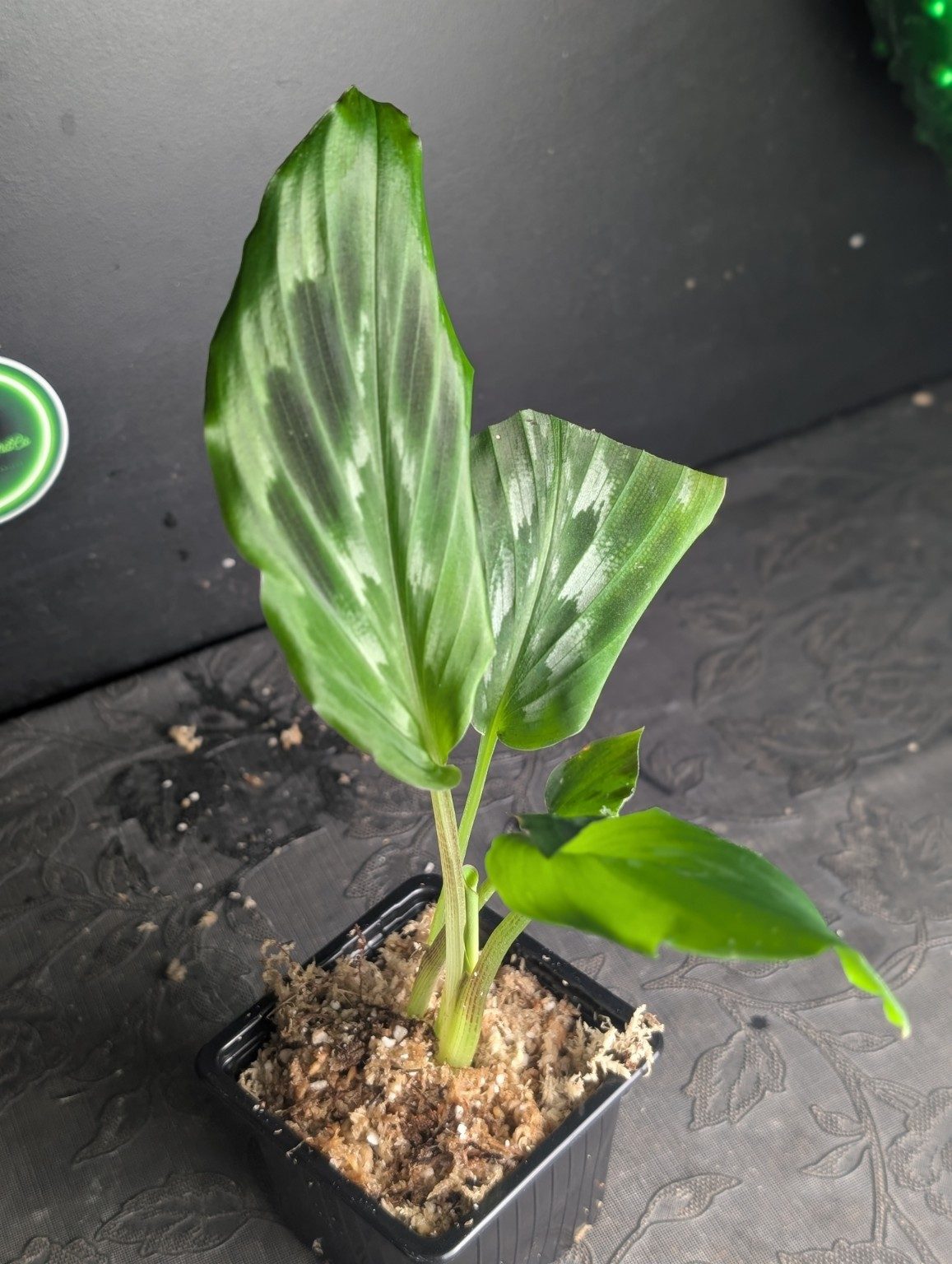 Kaempferia elegans ‘Shazam’ — n°2, Ansicht 3
