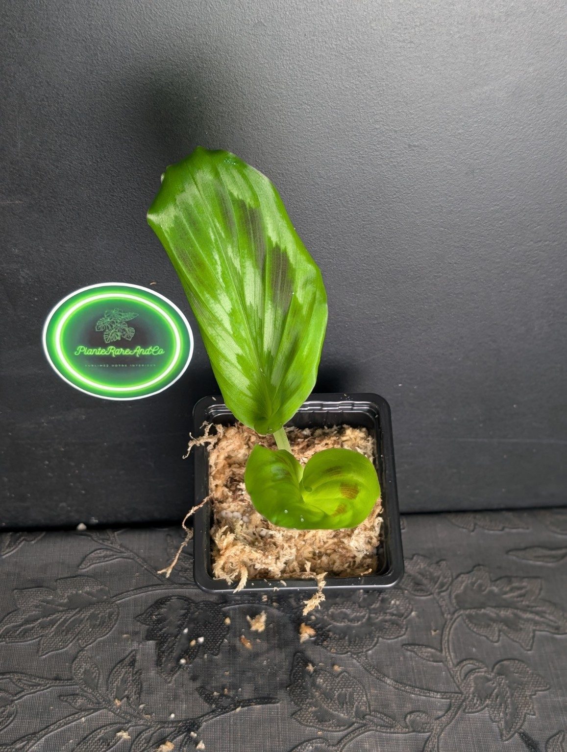 Kaempferia elegans ‘Shazam’ — n°3
