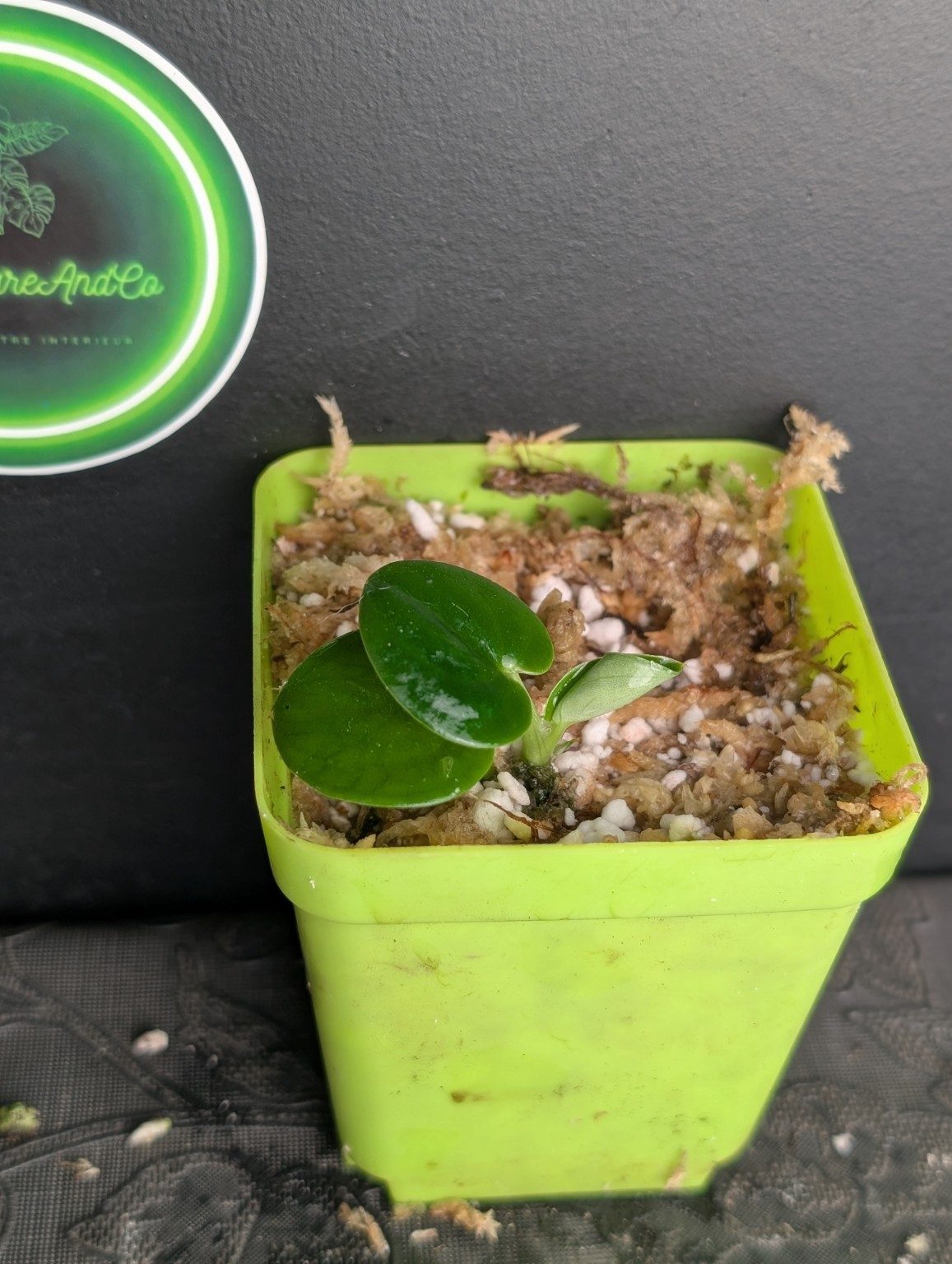 Scindapsus Green Army