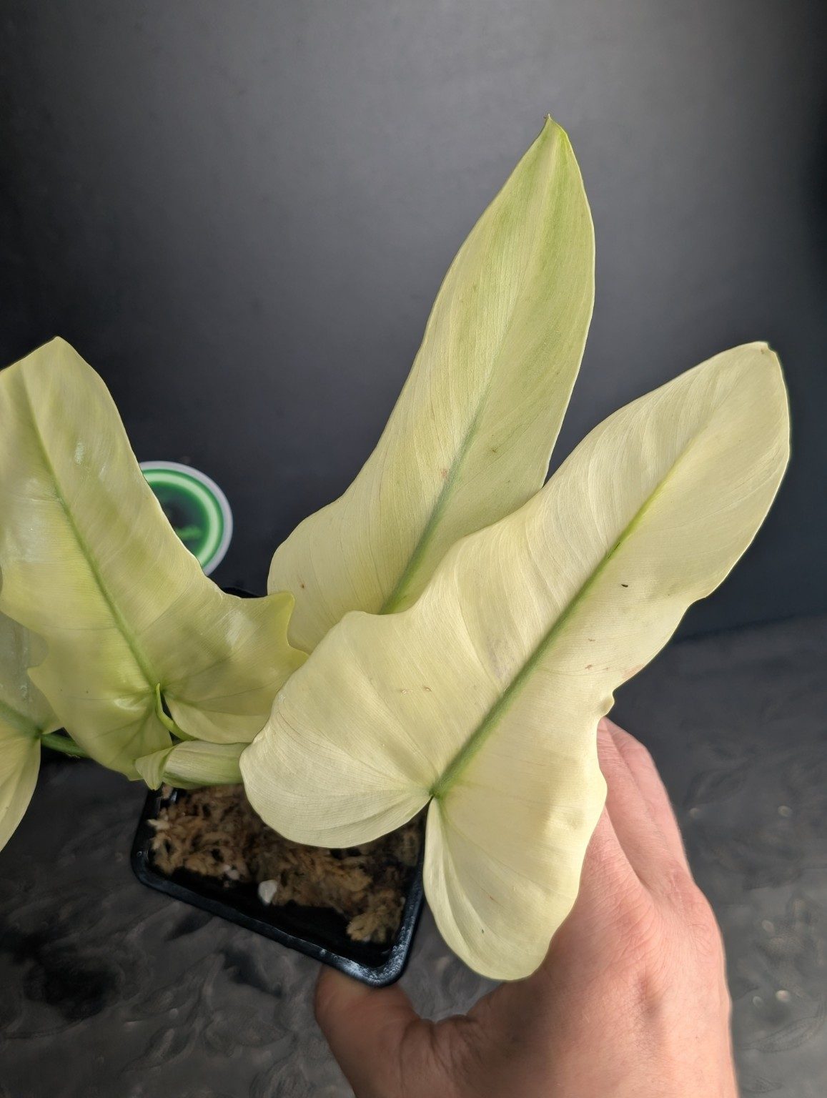 Philodendron Golden Dragon Mint Variegated — Exemplar Nr. 1, Ansicht 3
