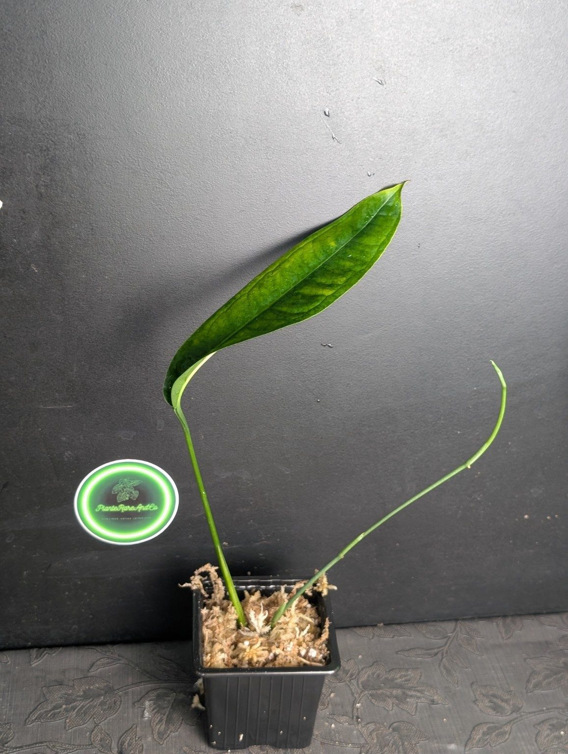 Monstera Yasuni