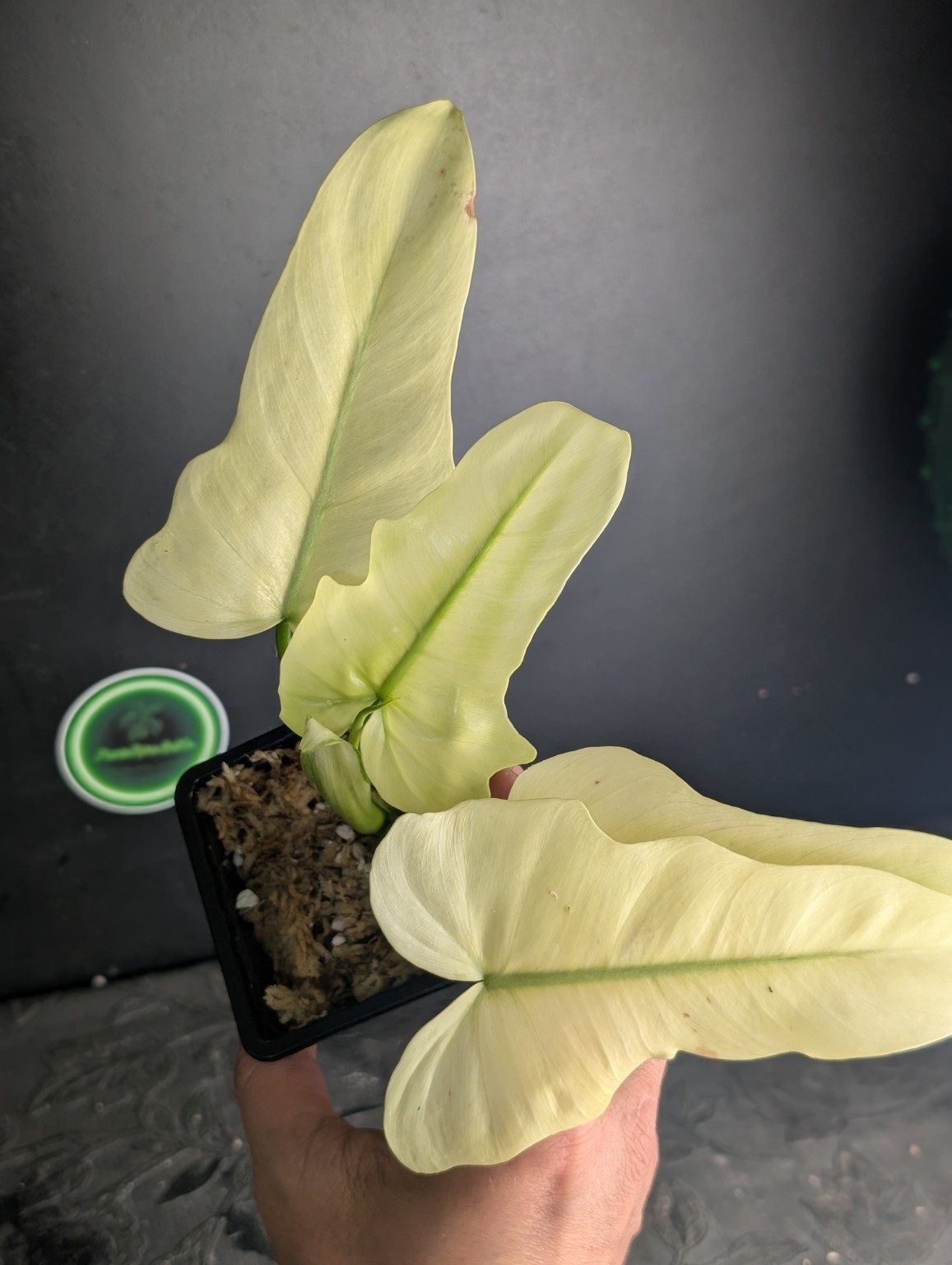 Philodendron Golden Dragon Mint Variegated — Exemplar Nr. 1, Ansicht 2