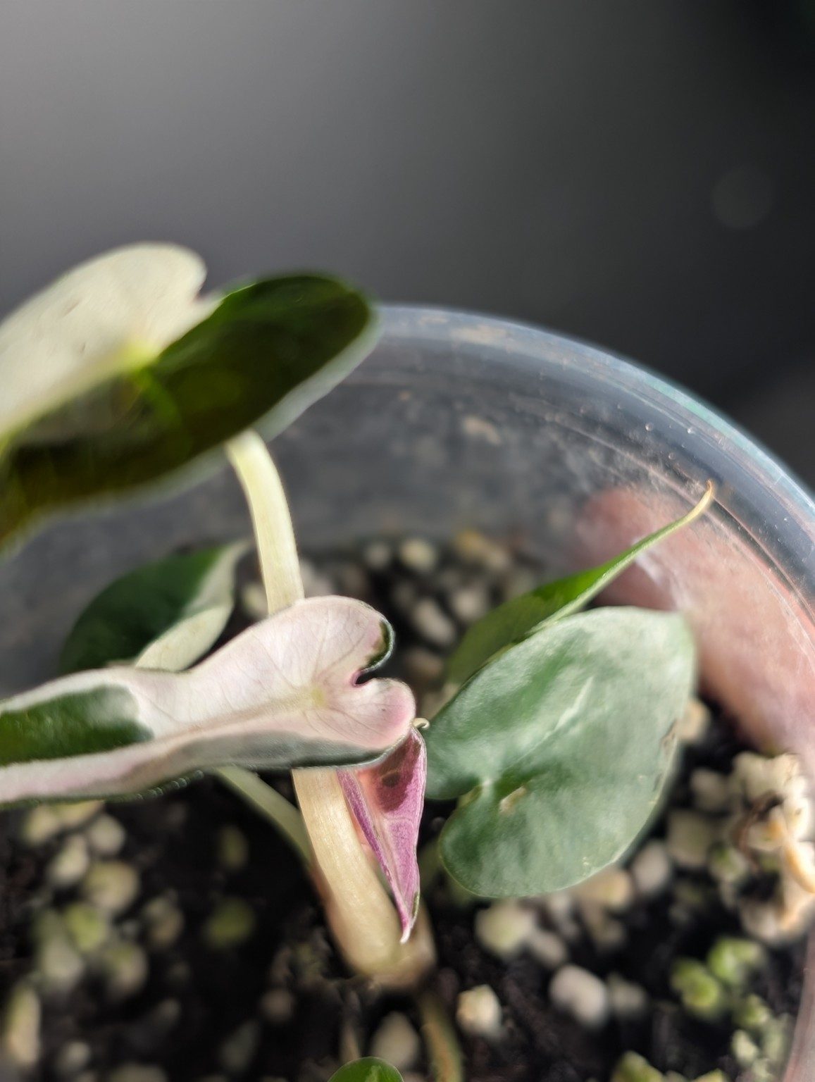Alocasia Bambino ‘Lava’ – Plante panachée, Ansicht 4