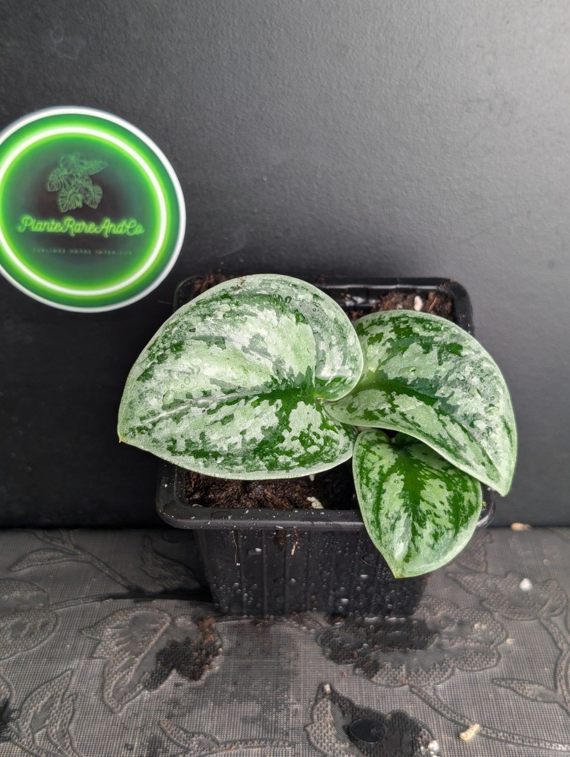Miniature — Scindapsus Silver Army Tricolor