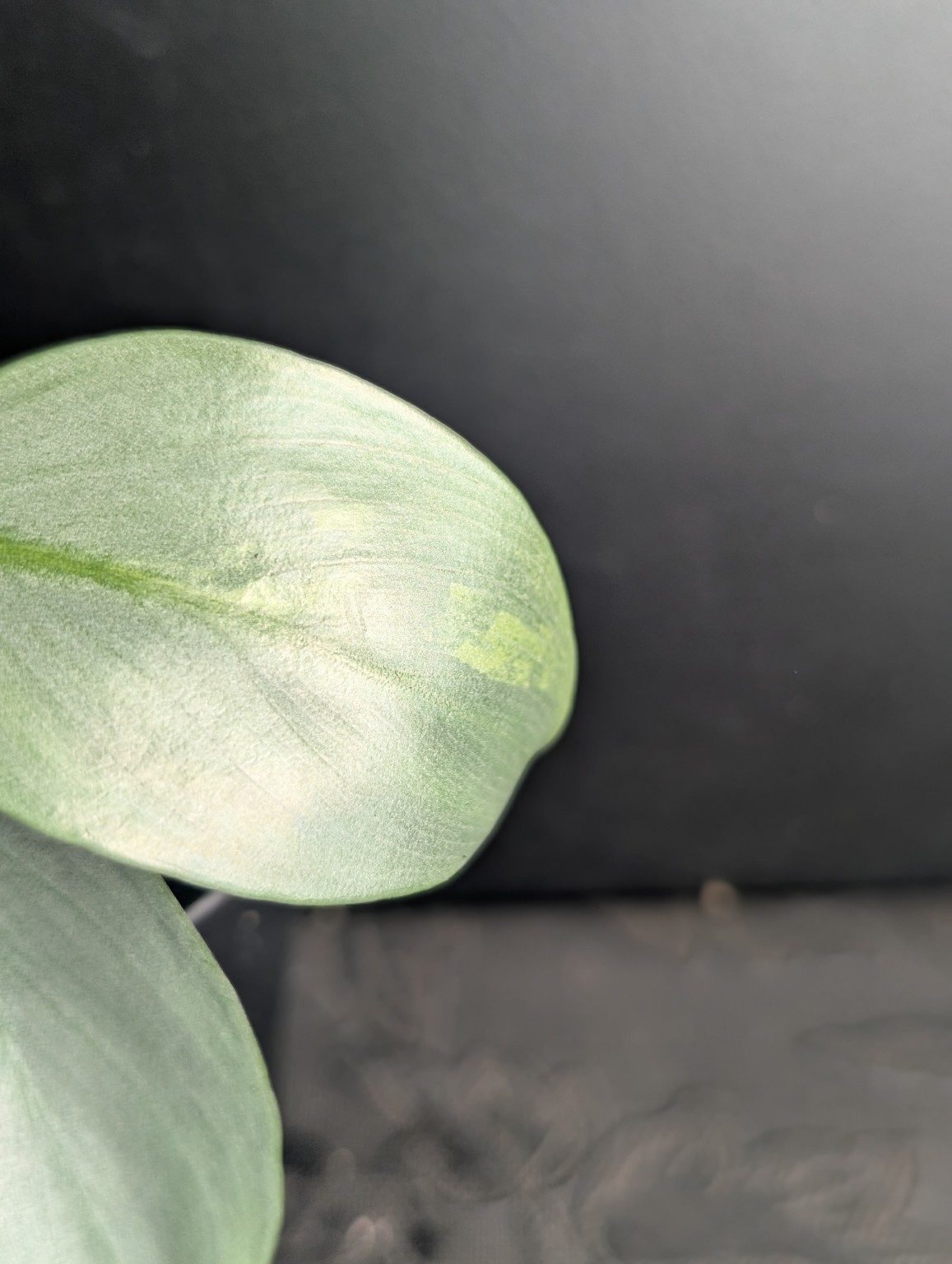 Philodendron Silver Sword Variegated — n°2, Ansicht 2