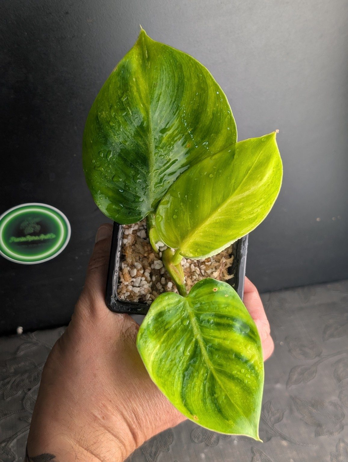 Philodendron White Wizard Aurea Tricolor — octobre 2026 — Spécimen 002, Ansicht 3