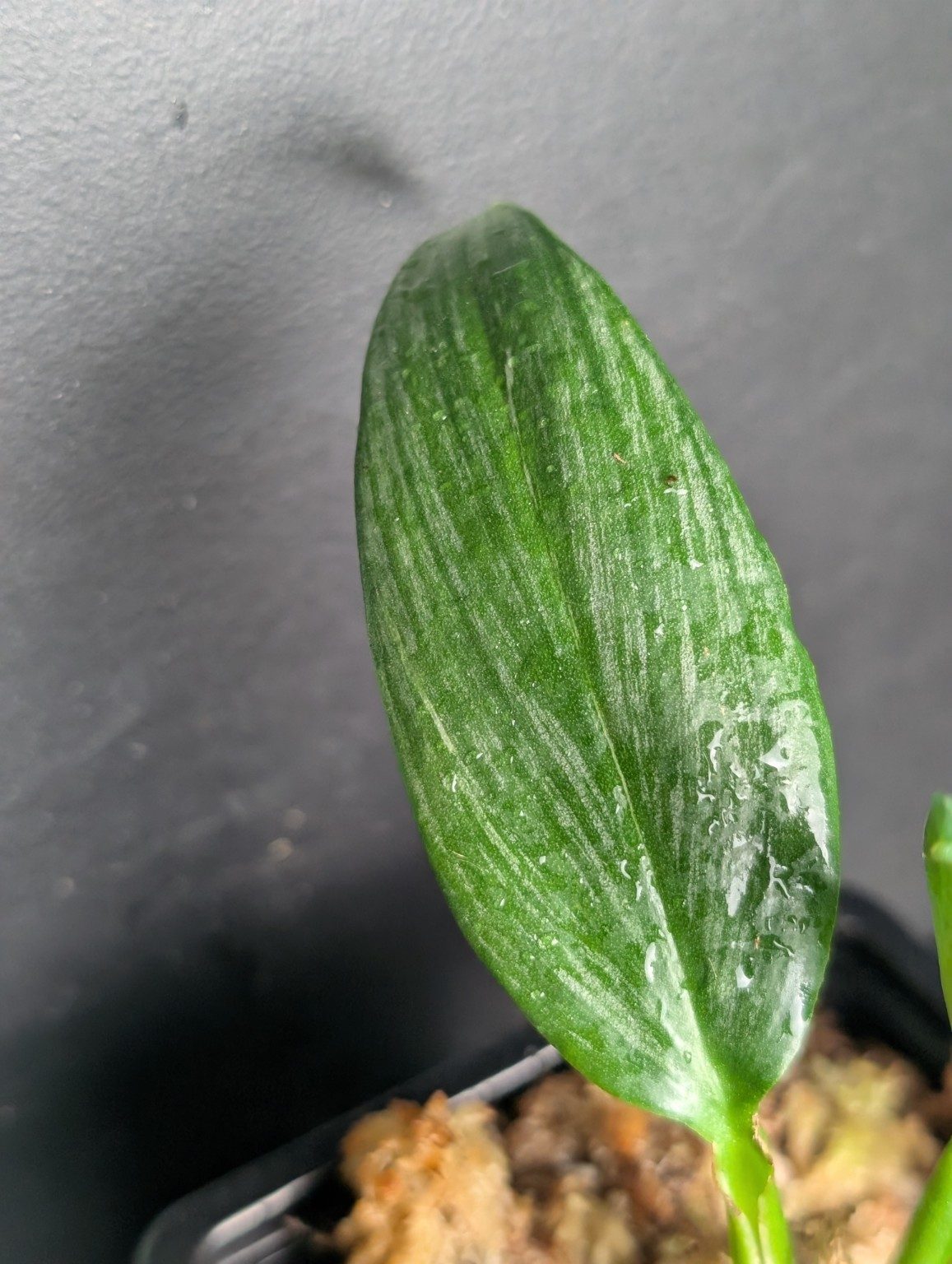 Epipremnum amplissimum Silver Variegated — n°3, vista 2