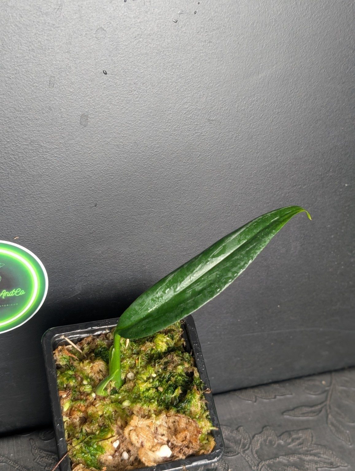 Epipremnum amplissimum Silver Variegated — n°4