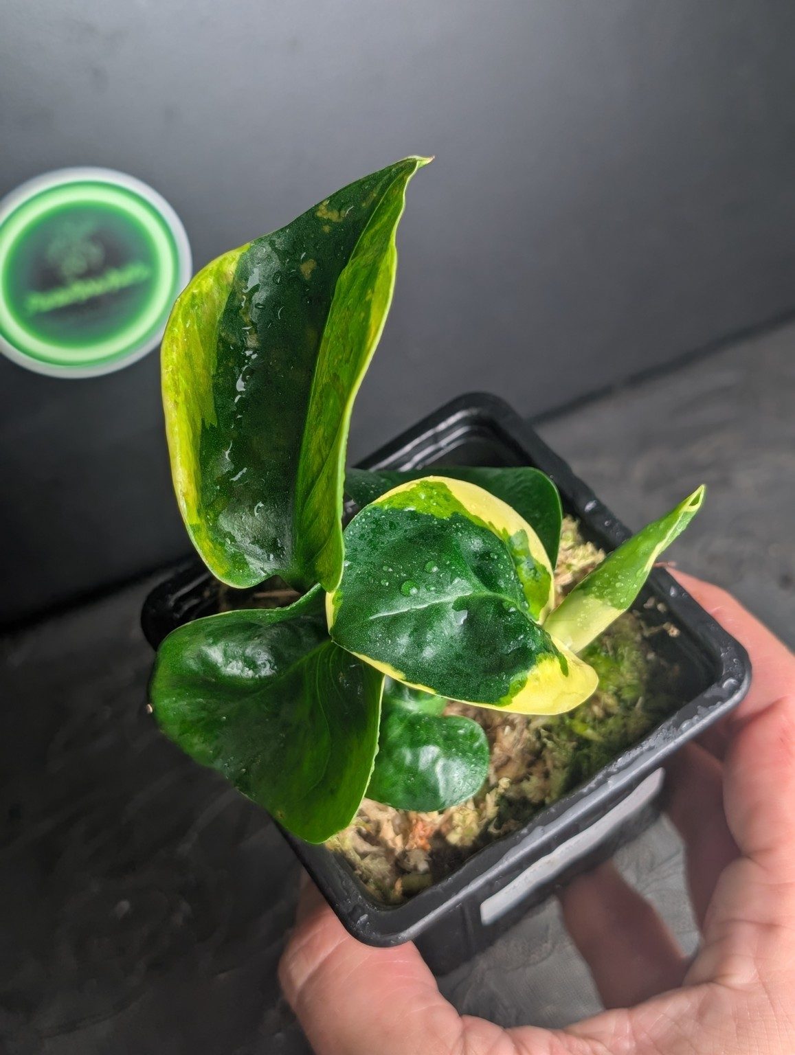 Epipremnum 'Poonsin' — Spécimen 1, Ansicht 3