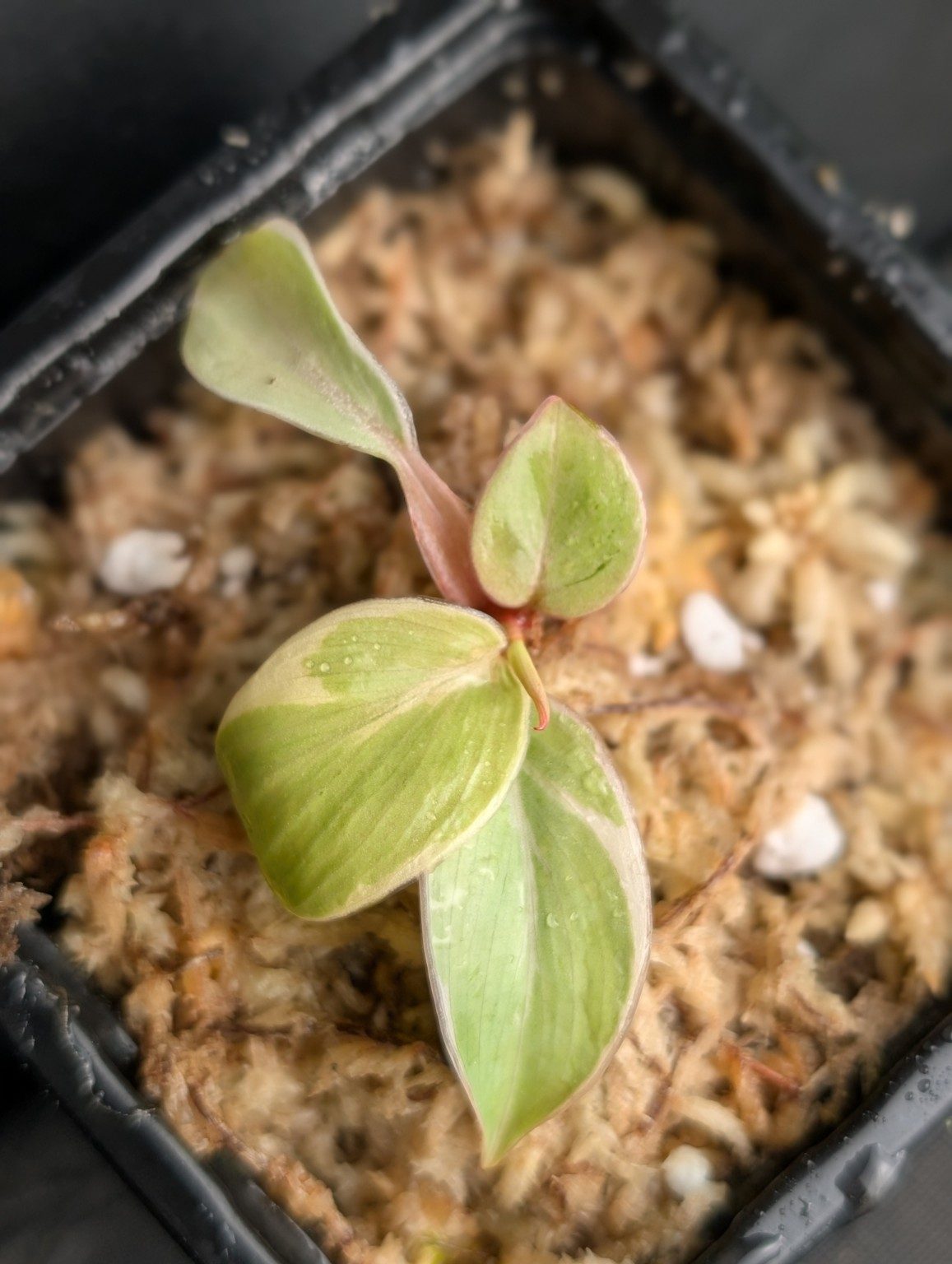 Philodendron Shady Lady — n°2, Ansicht 2