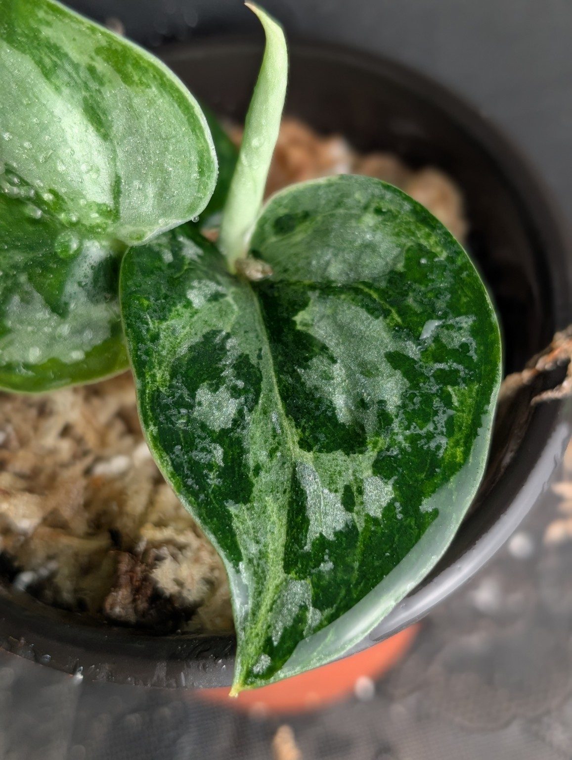 Scindapsus Exotica Mejile — 001, Ansicht 2