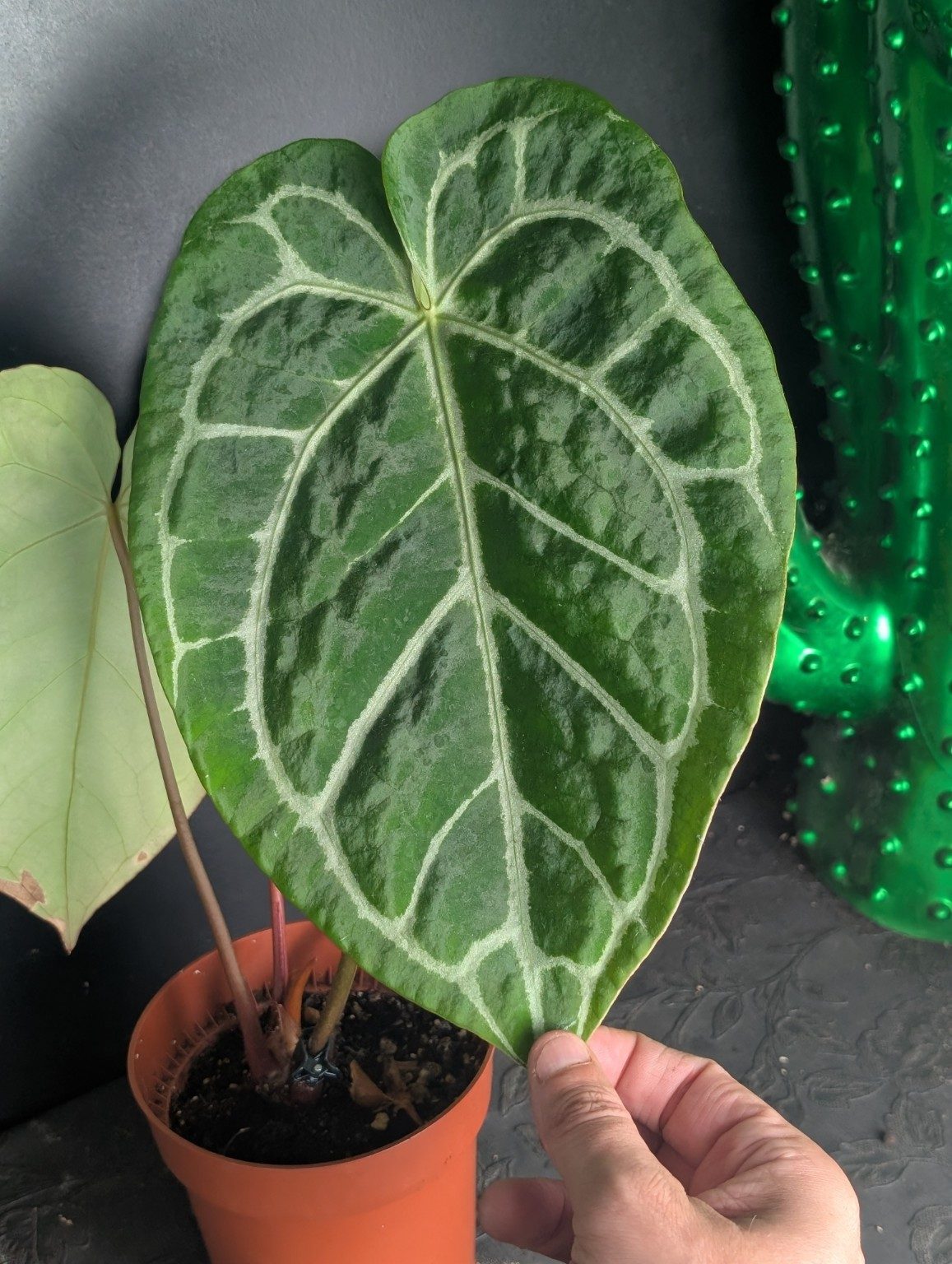 Anthurium Red Crystallinum, Ansicht 3