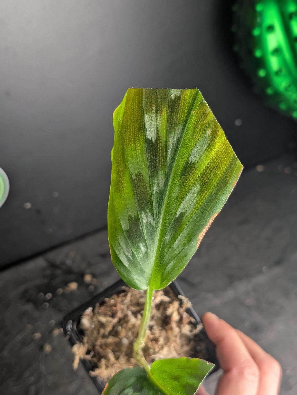 Kaempferia elegans ‘Shazam’ — n°4, Ansicht 2