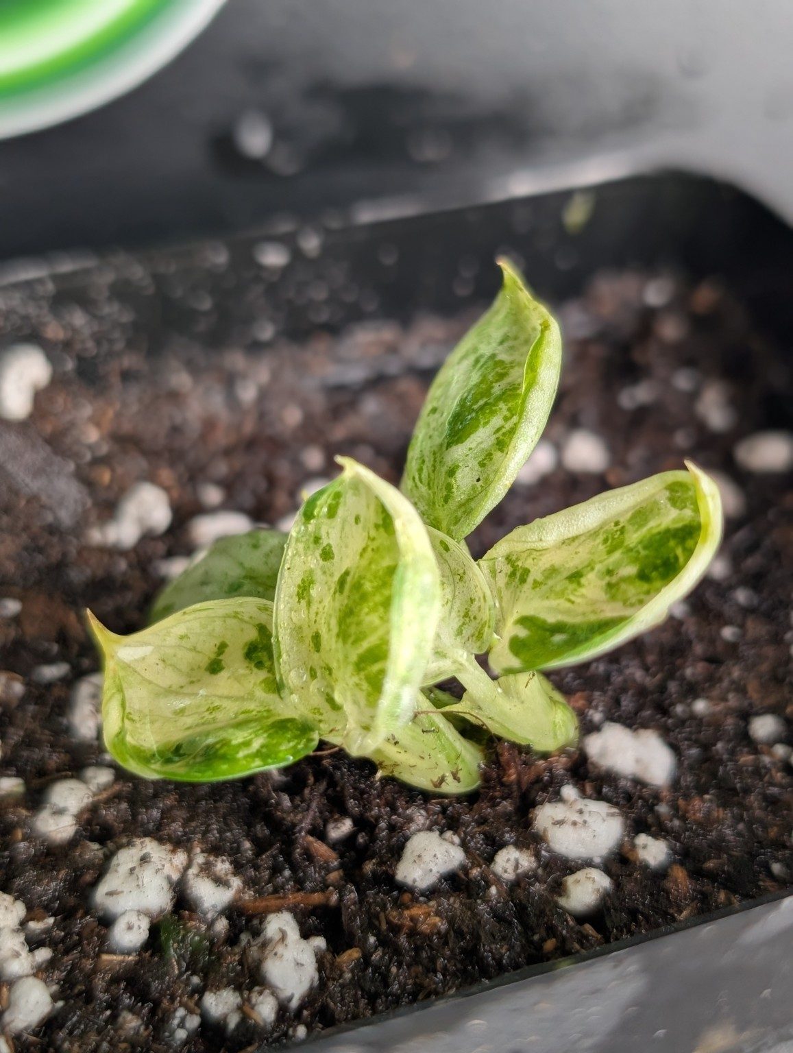 Scindapsus Silver Splash Cream Narrow, view 3