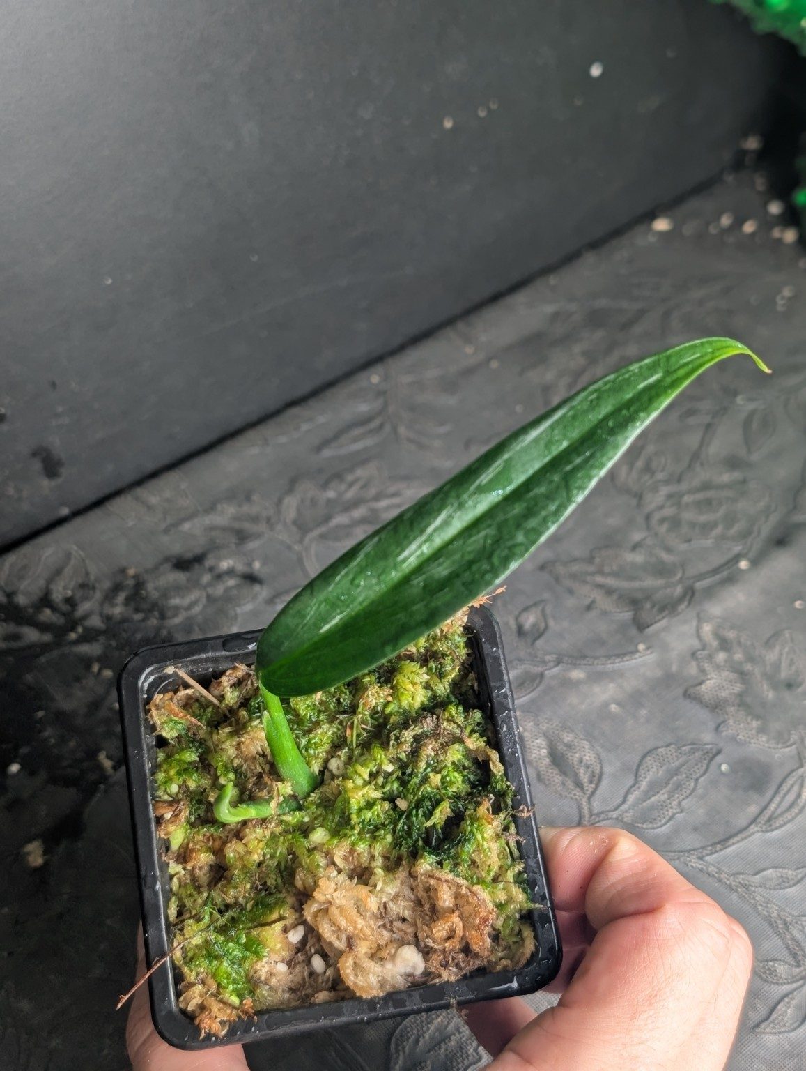 Epipremnum amplissimum Silver Variegated — n°4, vista 3
