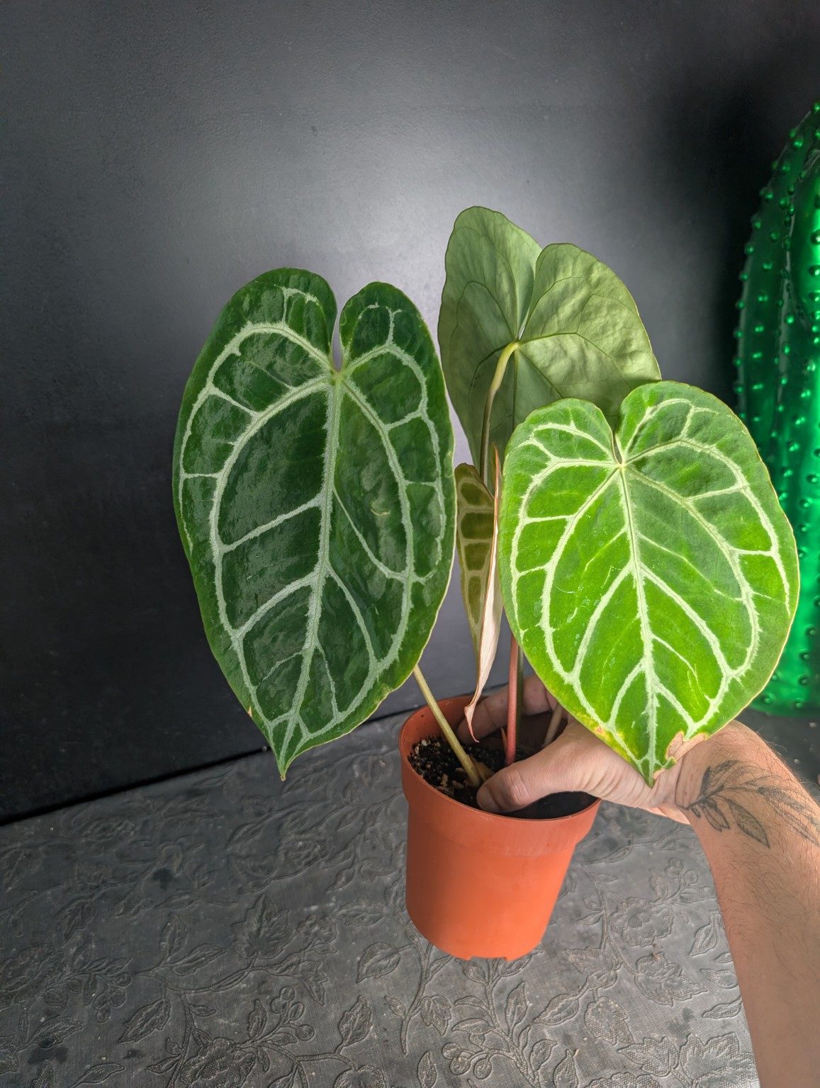 Anthurium Red Crystallinum, Ansicht 2