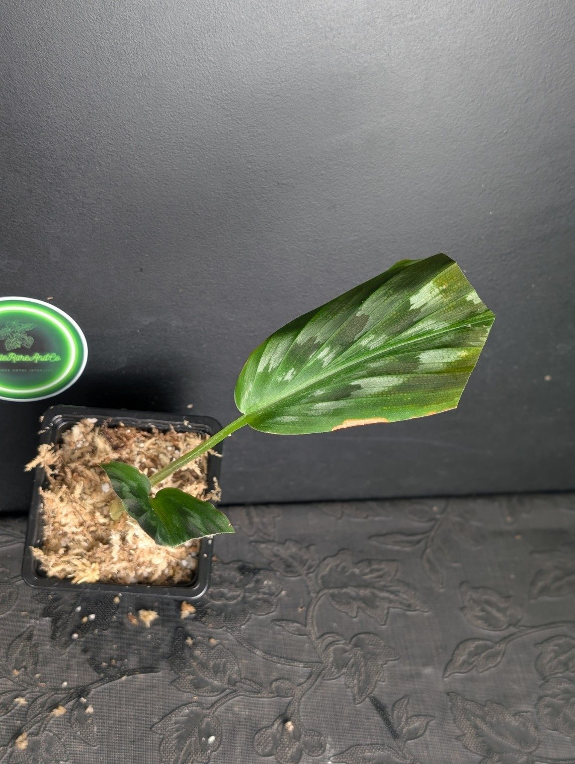Kaempferia elegans ‘Shazam’ — n°4