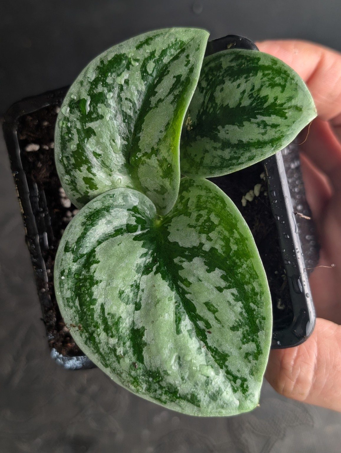 Miniature — Scindapsus Silver Army Tricolor, vue 2