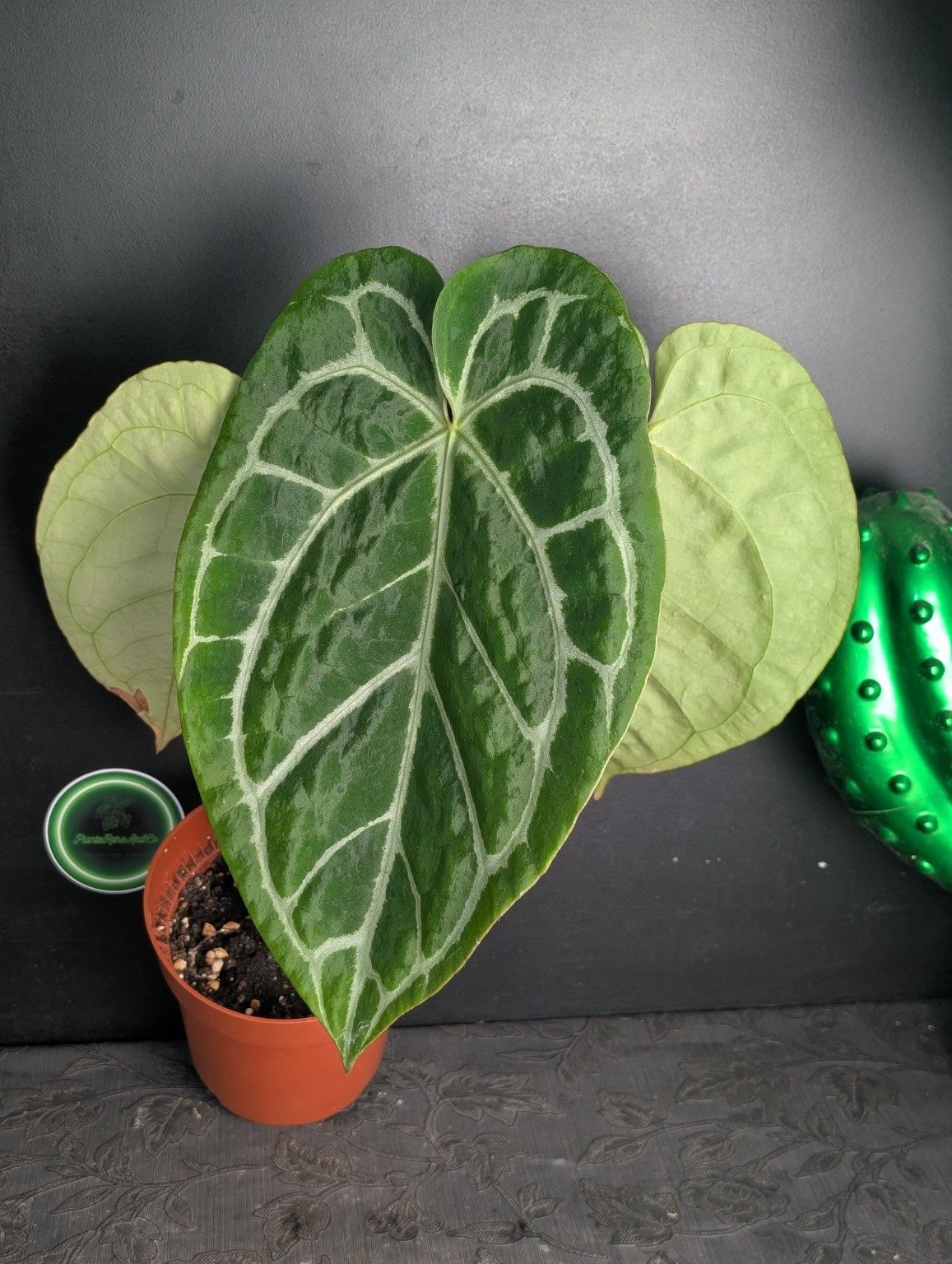 Anthurium Red Crystallinum