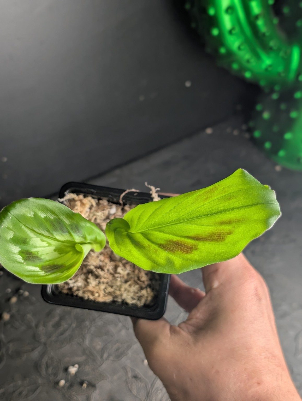 Kaempferia elegans ‘Shazam’ — n°3, Ansicht 3