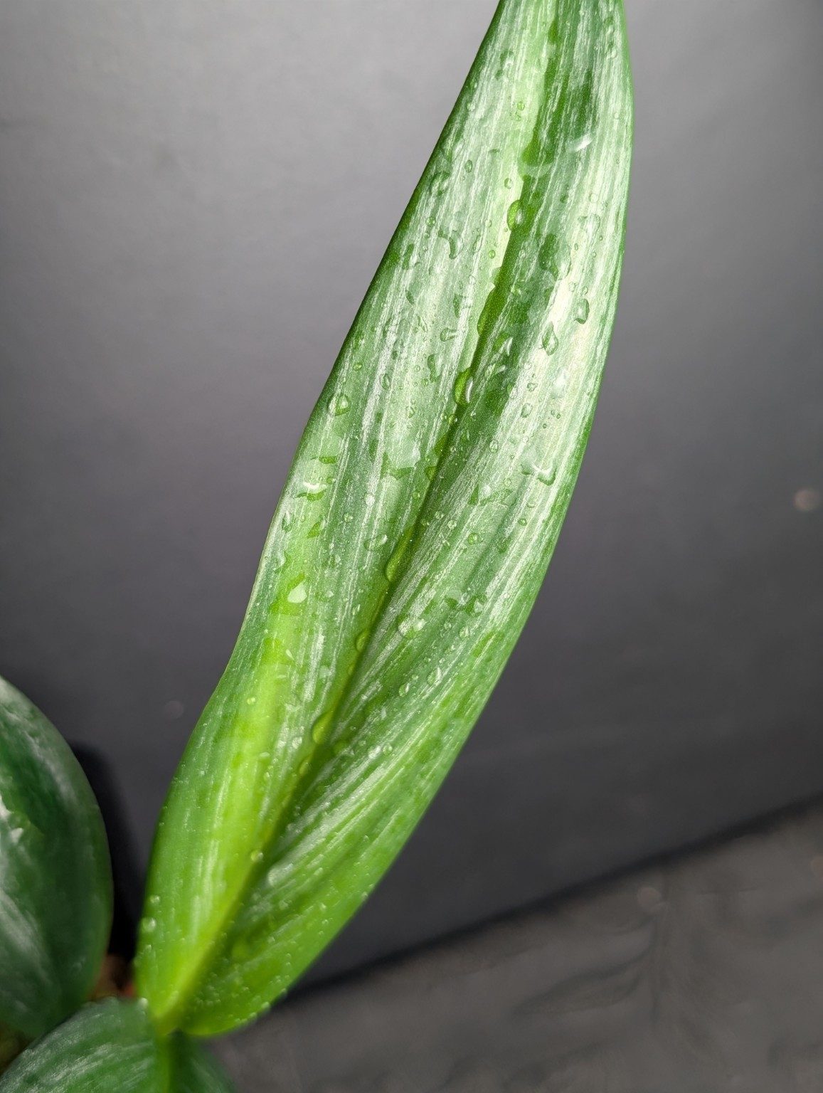 Epipremnum amplissimum Silver Variegated — n°1, Ansicht 3