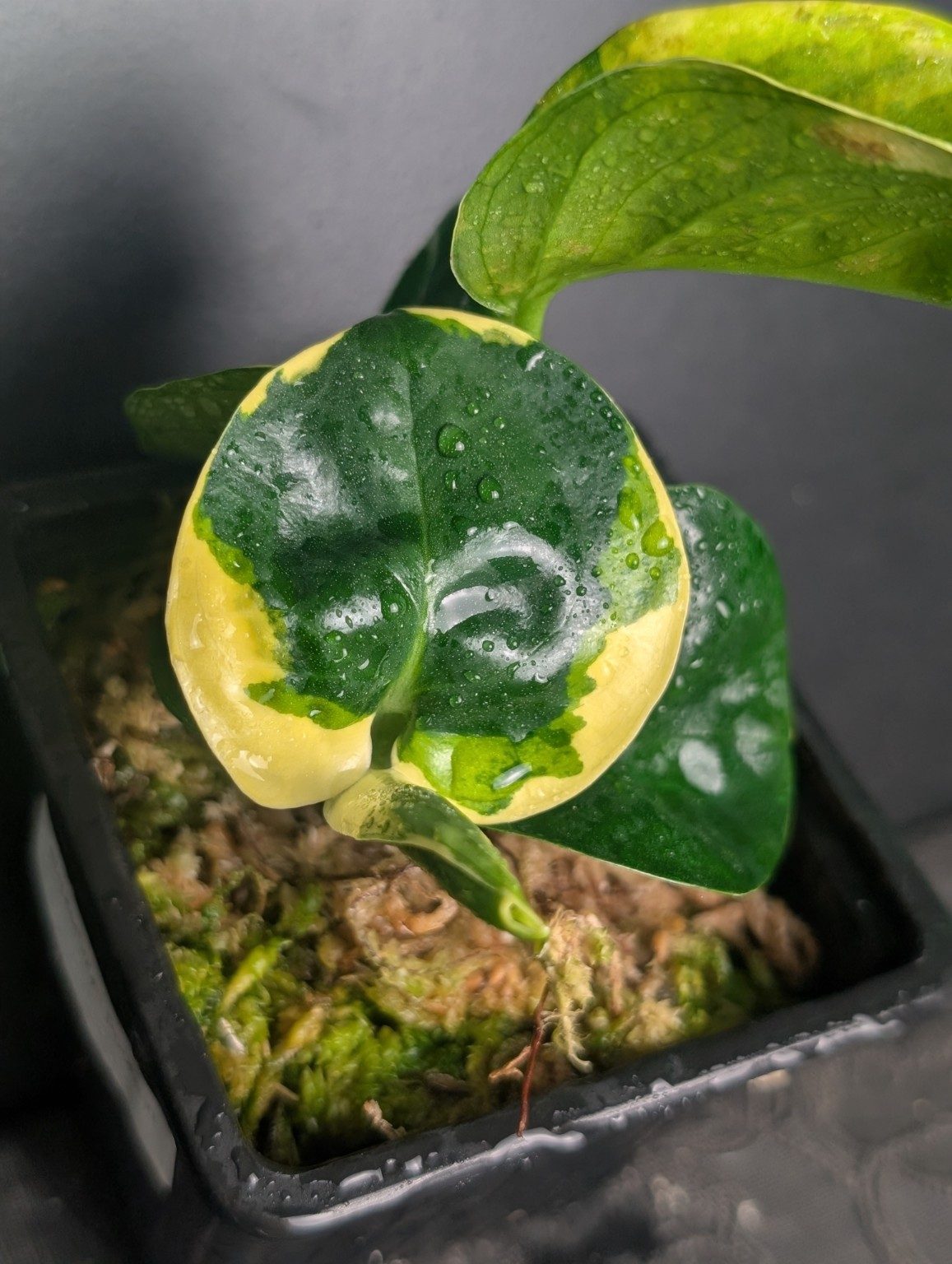 Epipremnum 'Poonsin' — Spécimen 1, Ansicht 2