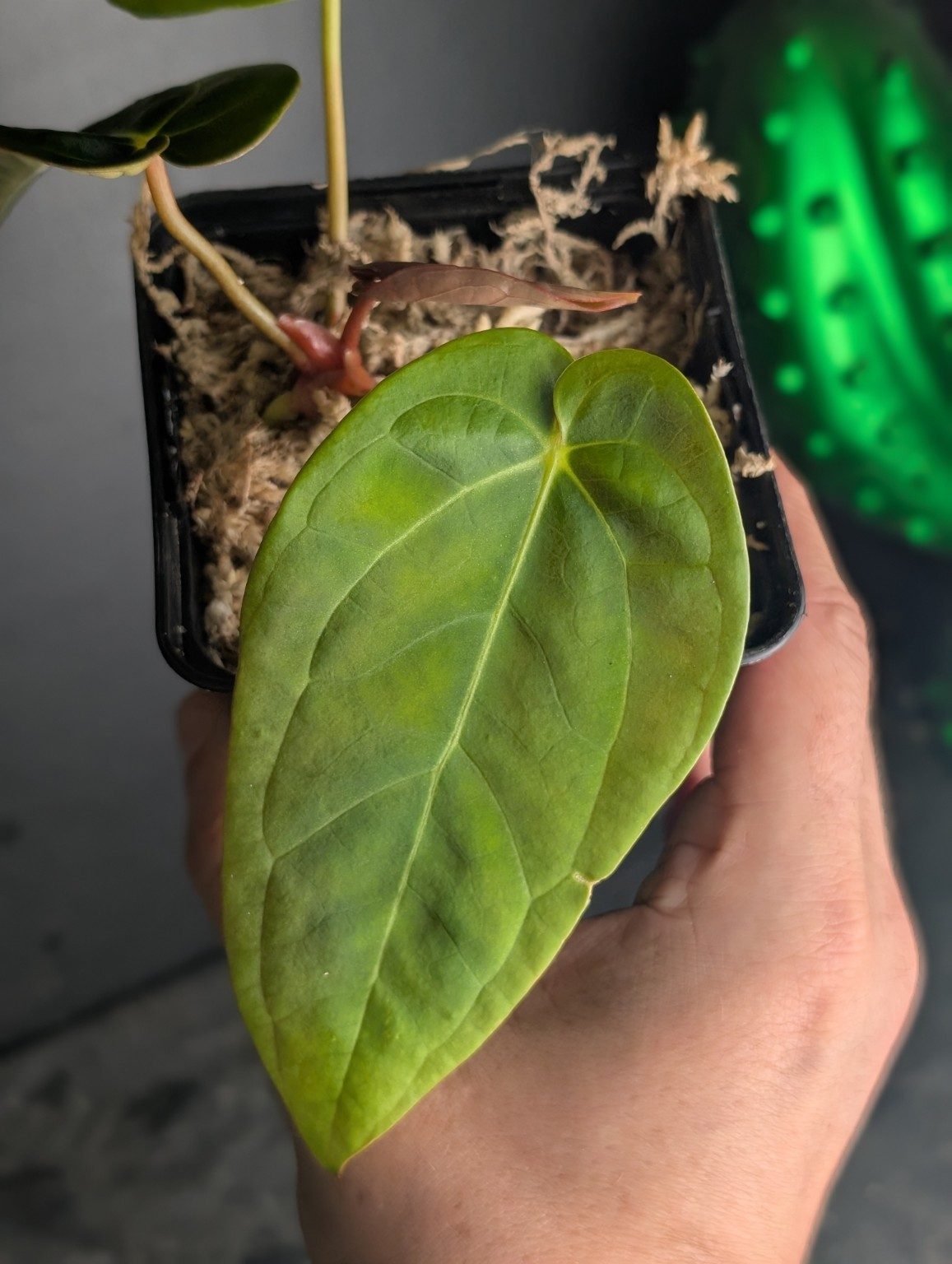Anthurium Ace of Spades — plante unique, Ansicht 3