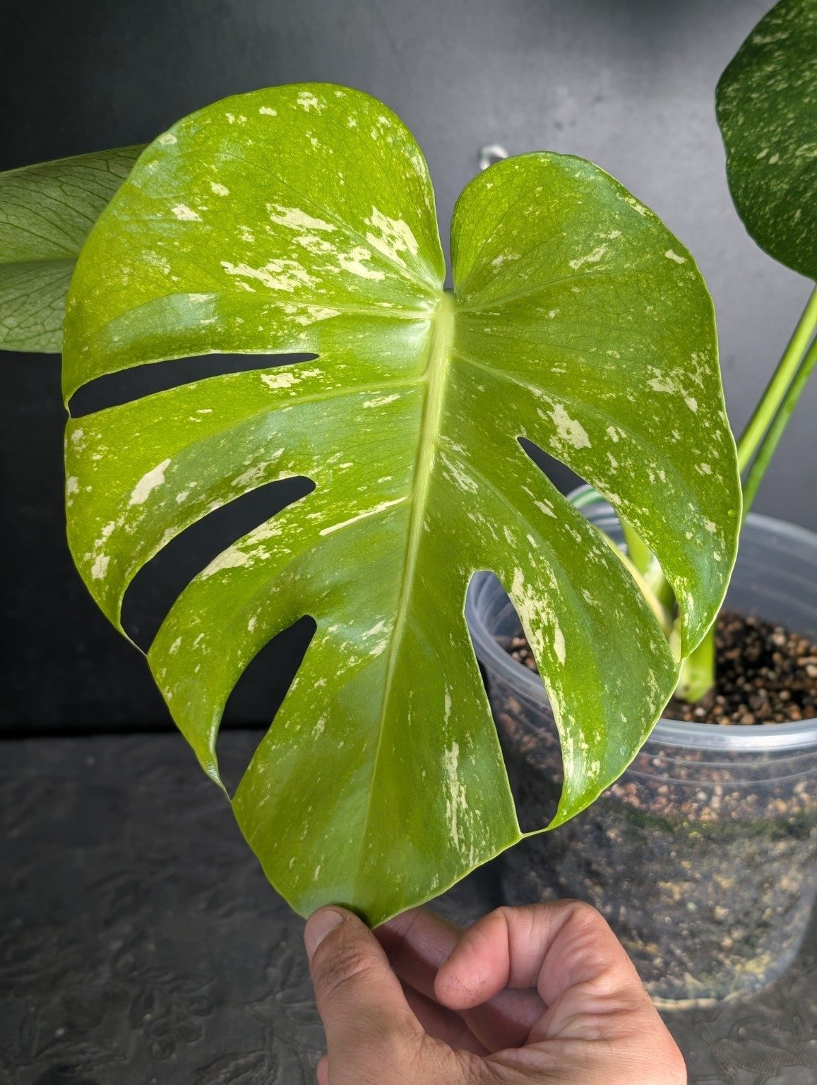 Monstera deliciosa Mint — plante unique, vista 2