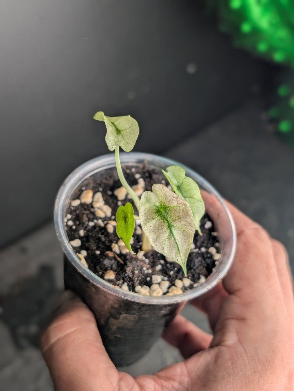 Alocasia Pink Ghost Mint — Exemplar Nr. 3, Ansicht 3
