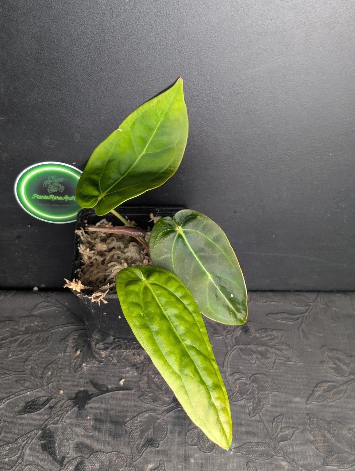 Anthurium Ace of Spades — plante unique
