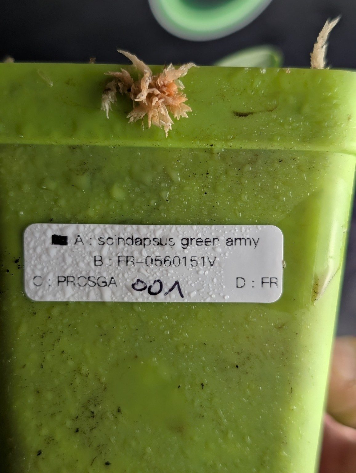 Scindapsus Green Army — Spécimen 001, view 3