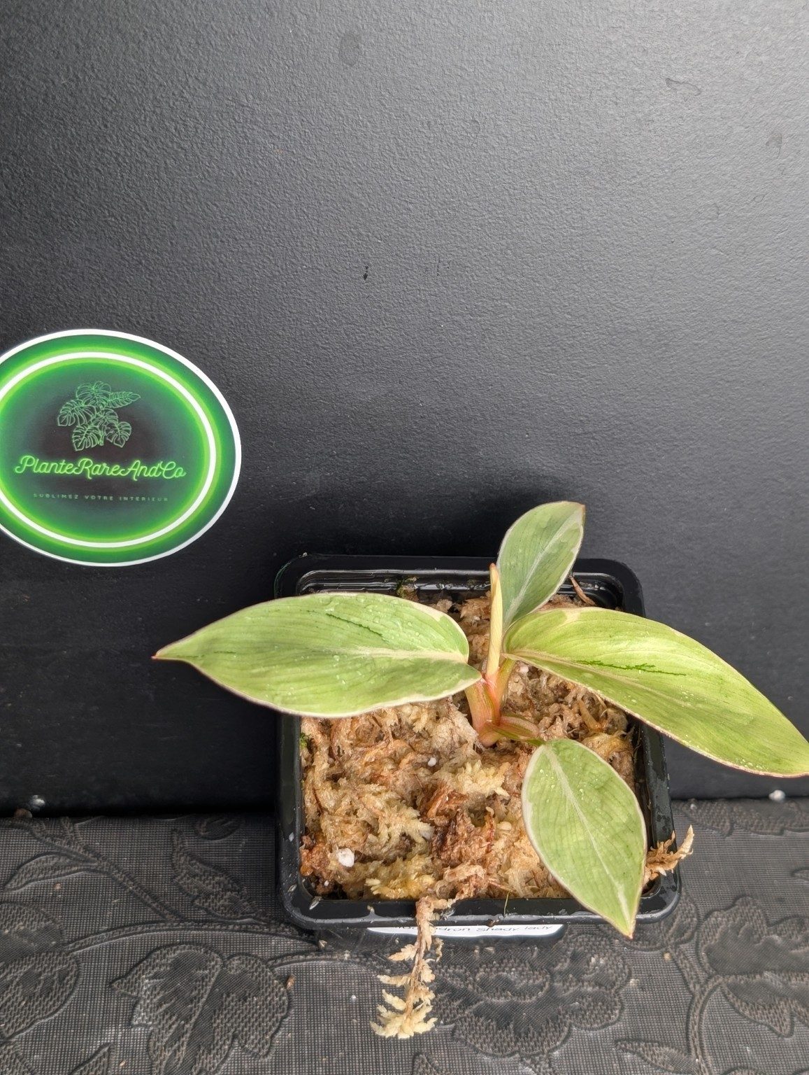 Philodendron Shady Lady — n°1
