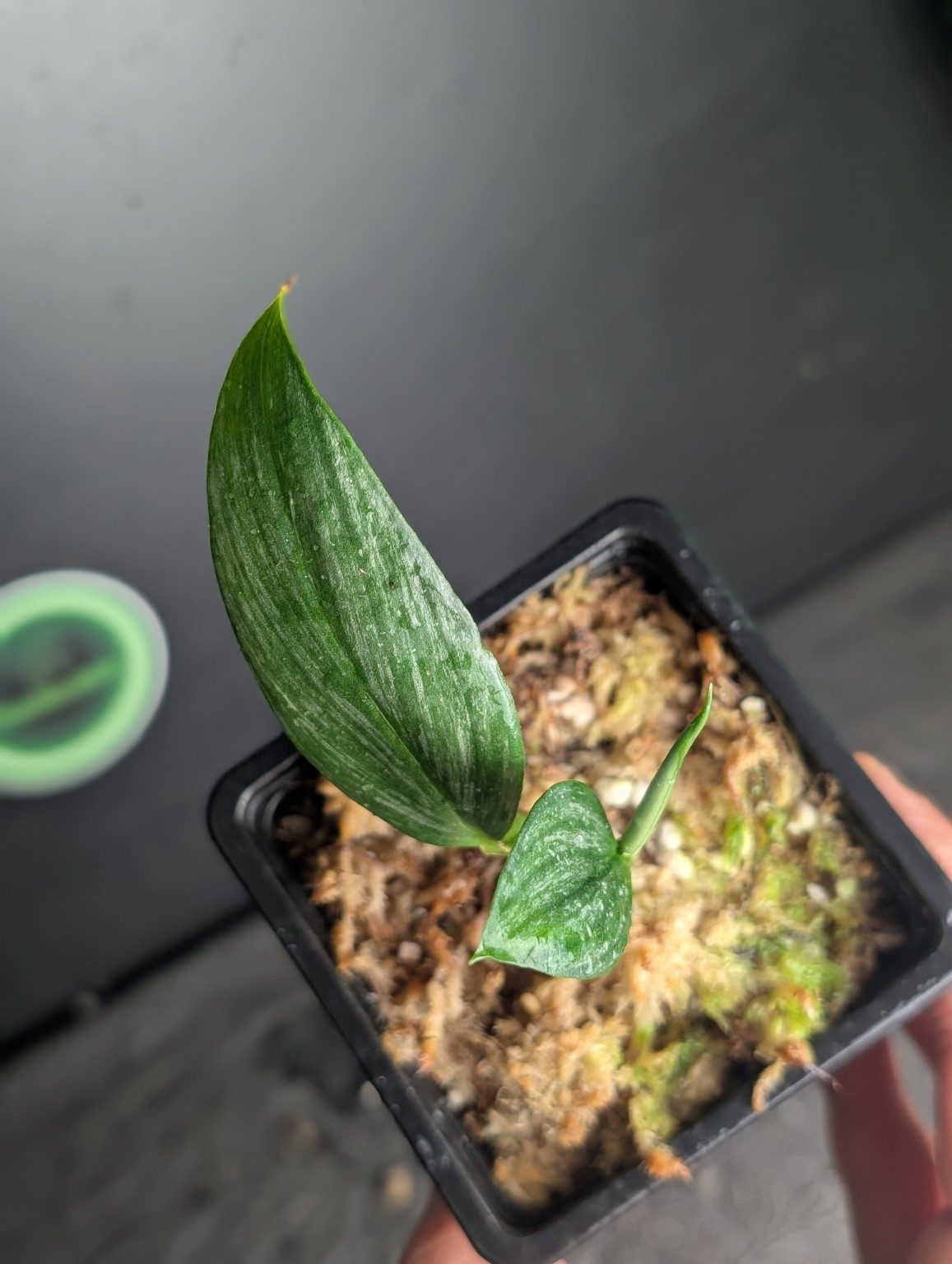 Epipremnum amplissimum Silver Variegated — n°3, vista 3