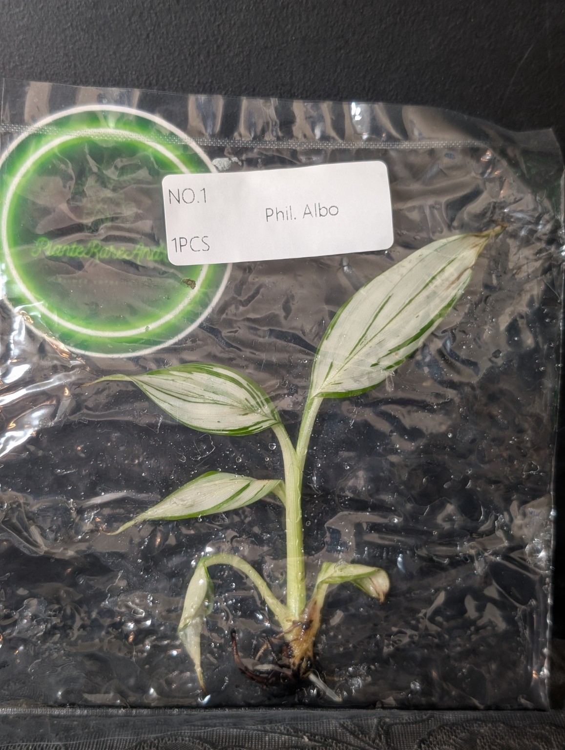 Philodendron NOID Albo — TC en sachet stérile