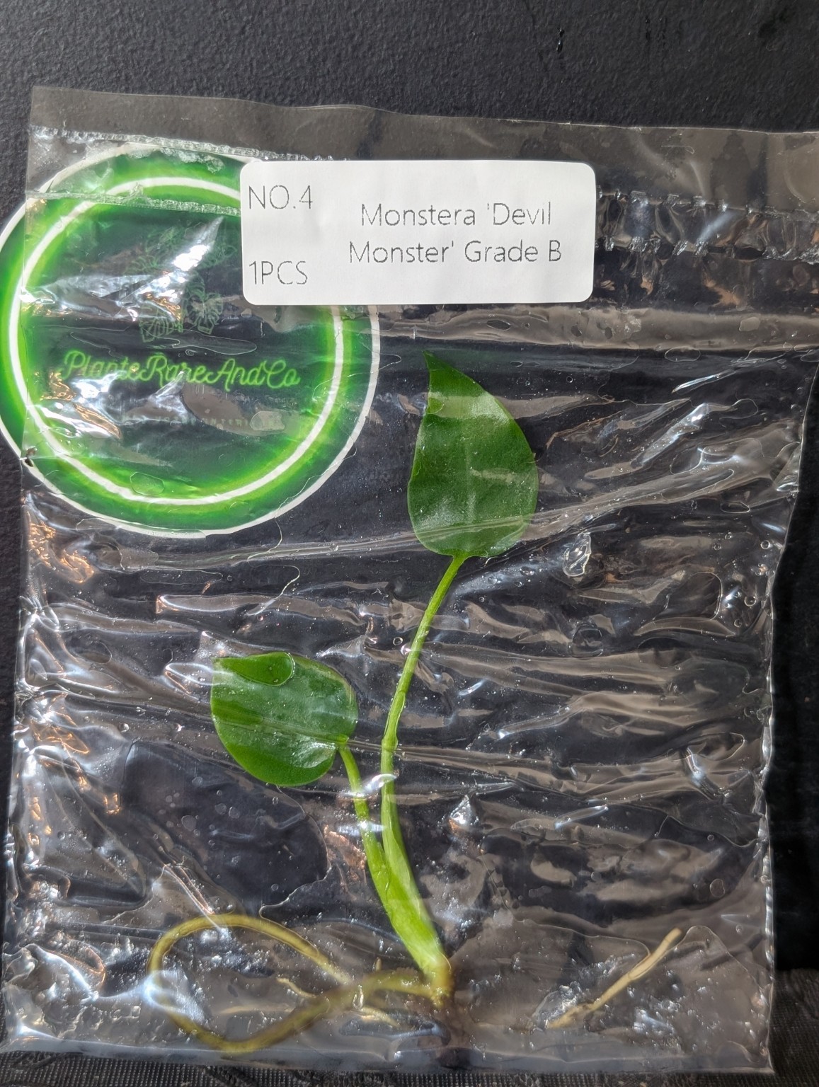 Monstera Devil Monster Grade B — TC en sachet stérile